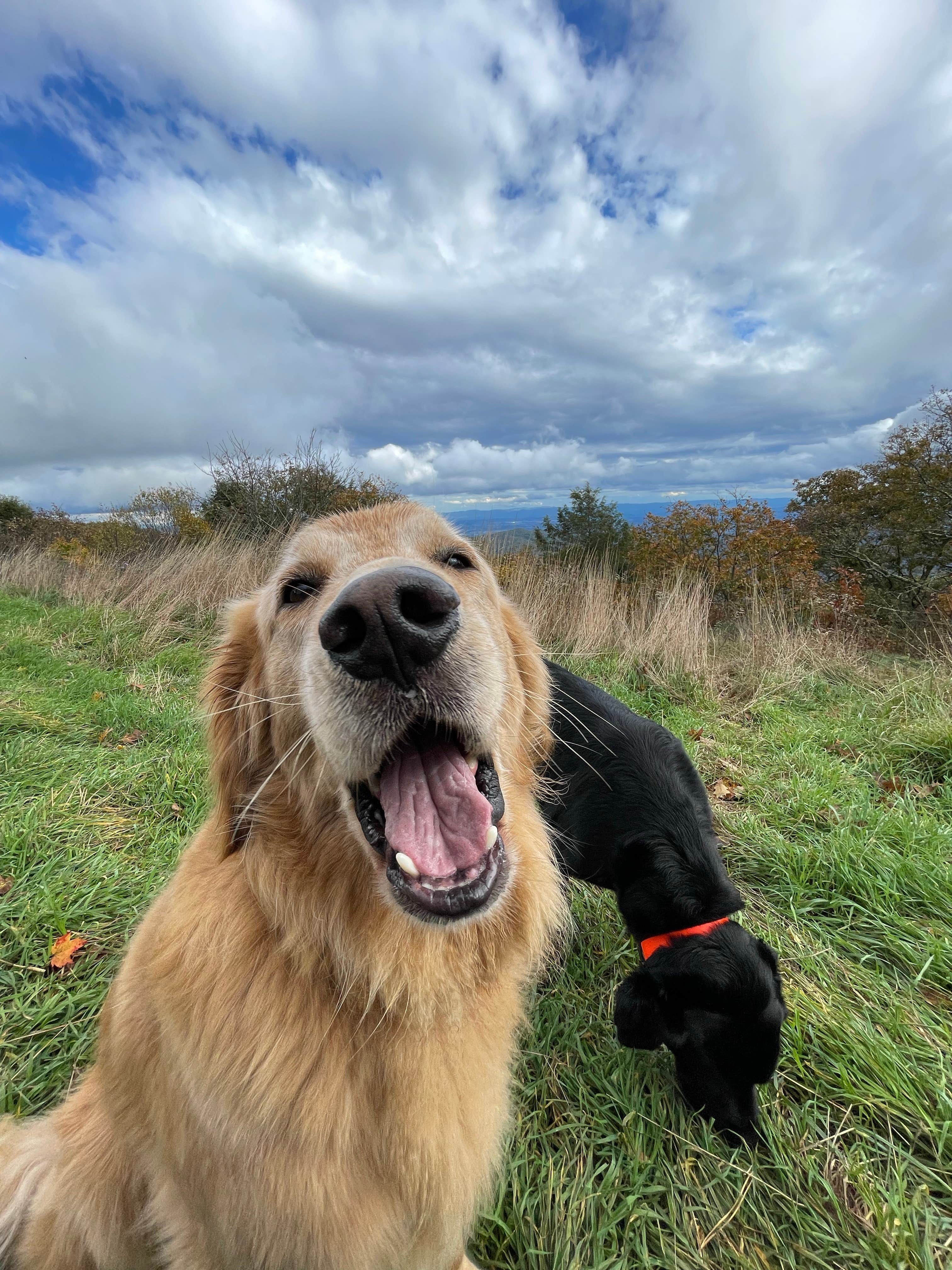 adrian F.'s photo of camping with pets at Flagpole Knob near Harrisonburg, VA