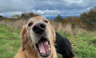 adrian F.'s photo of camping with pets at Flagpole Knob near Harrisonburg, VA