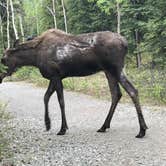 Review photo of Riley Creek Campground — Denali National Park by Delaine N., July 5, 2018