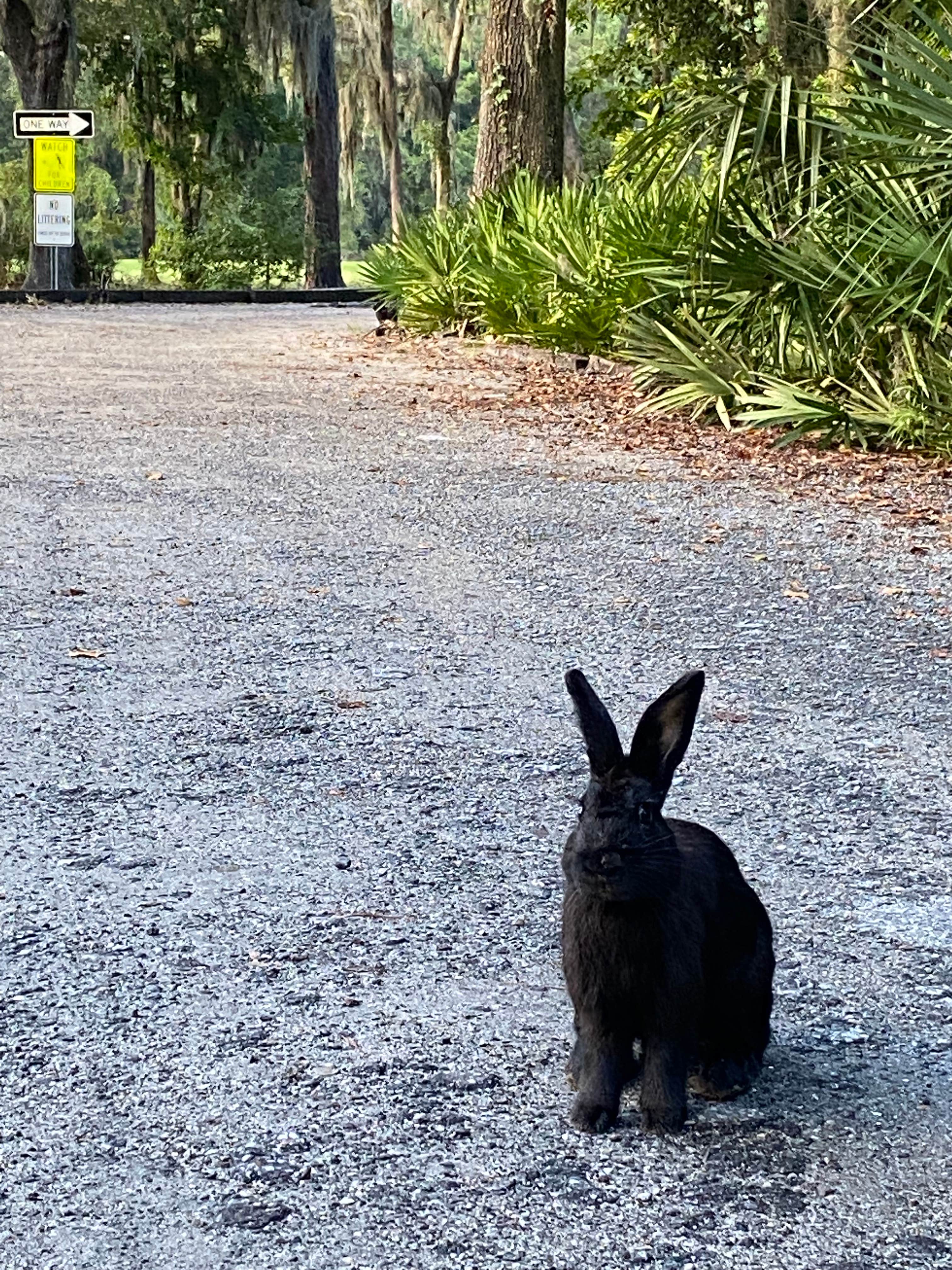 Stuart K.'s photo of camping with pets at Blythe Island Regional Park near Brunswick, GA