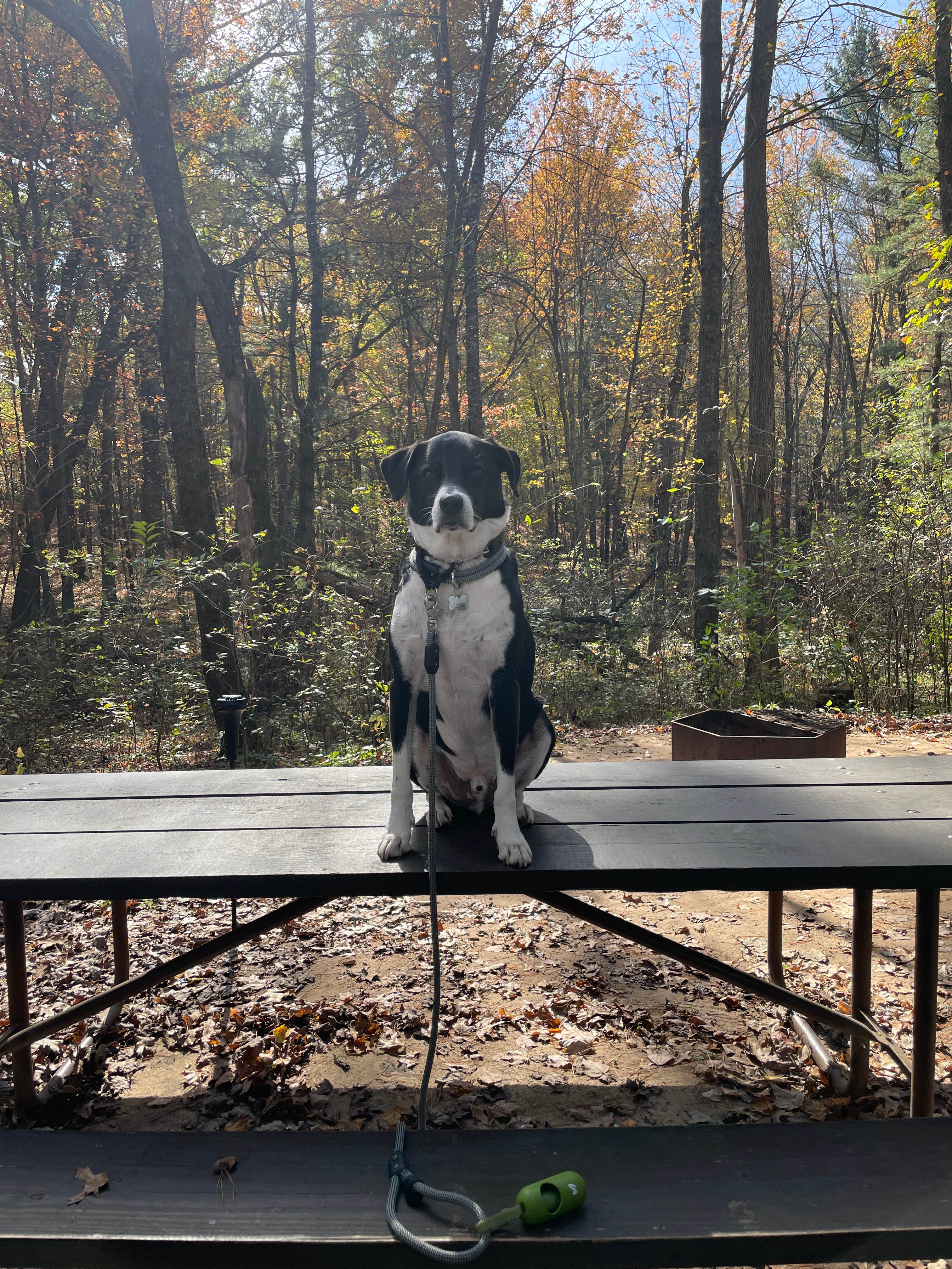 Lynn R.'s photo of camping with pets at Cliffwood Campground — Mirror Lake State Park near Wisconsin Dells, WI