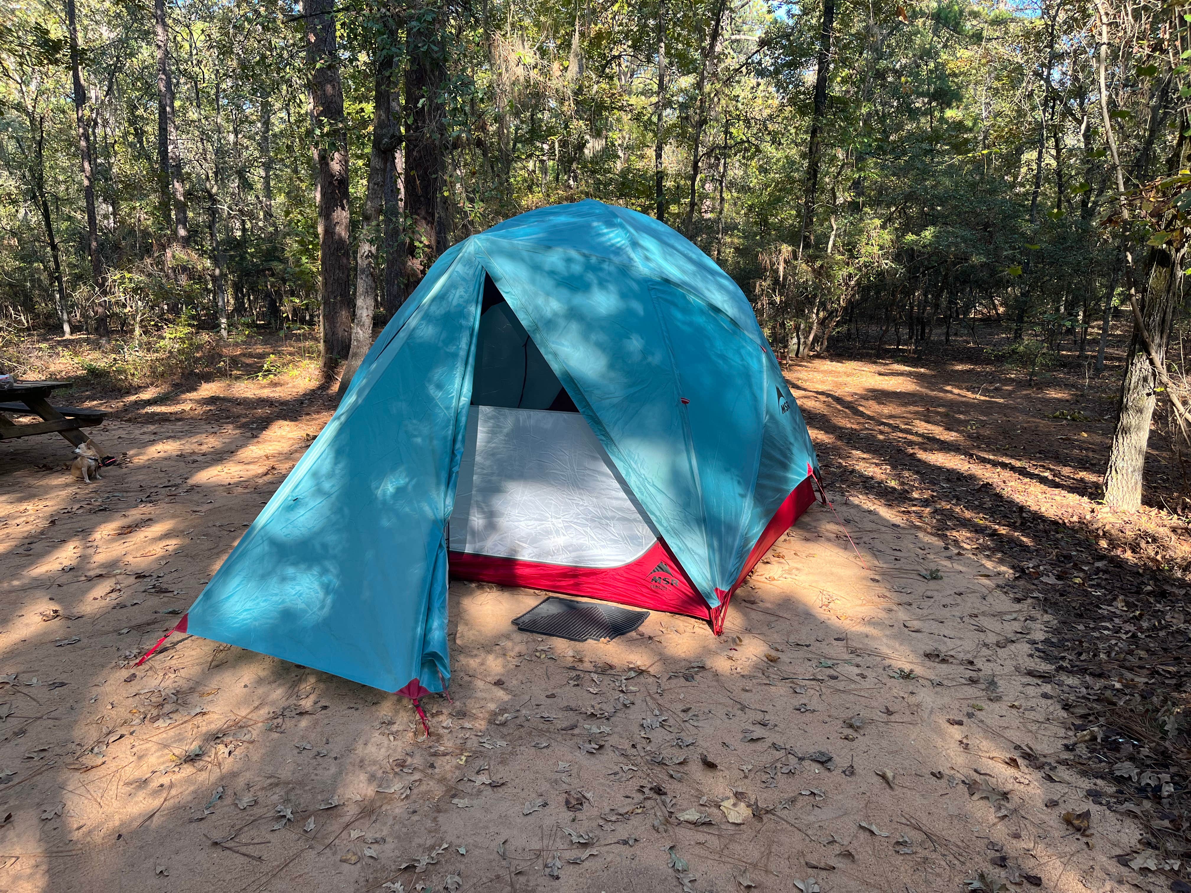 Matt C.'s photo at Poinsett State Park Campground near Sumter, SC