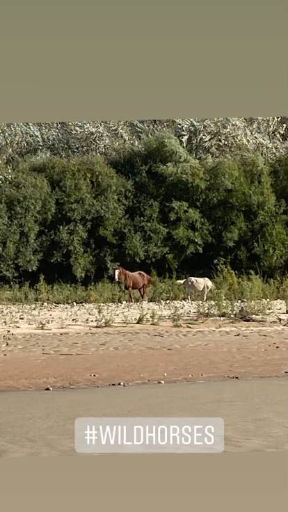 David N.'s photo of camping with a horse at Sand Island Recreation Area — Bears Ears National Monument near Oljato-Monument Valley, UT