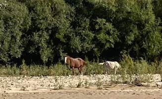 David N.'s photo of camping with a horse at Sand Island Recreation Area — Bears Ears National Monument near Towaoc, CO