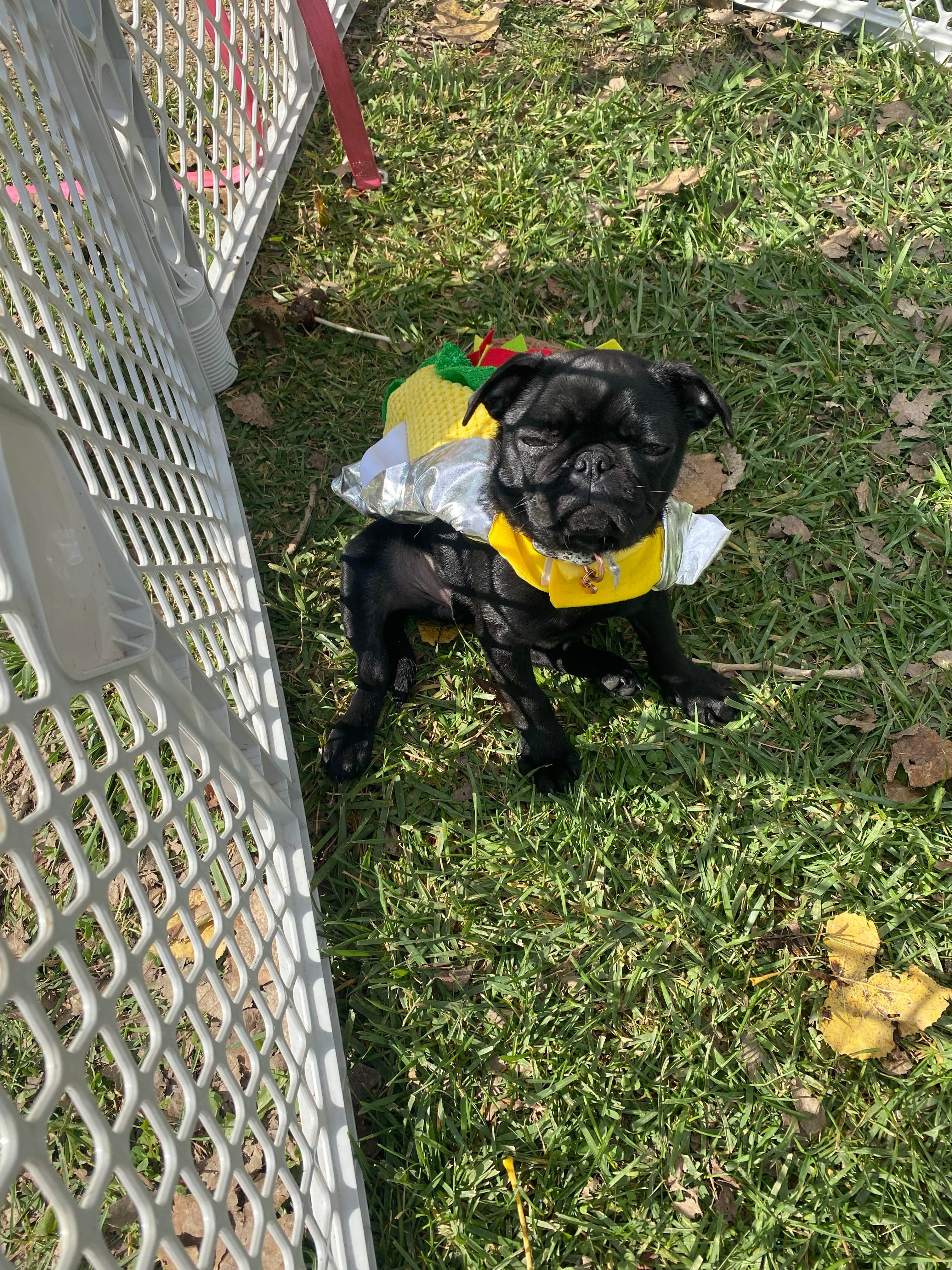 Candace  H.'s photo of camping with pets at Indian Lake State Park Campground near Clarence J. Brown Dam and Reservoir