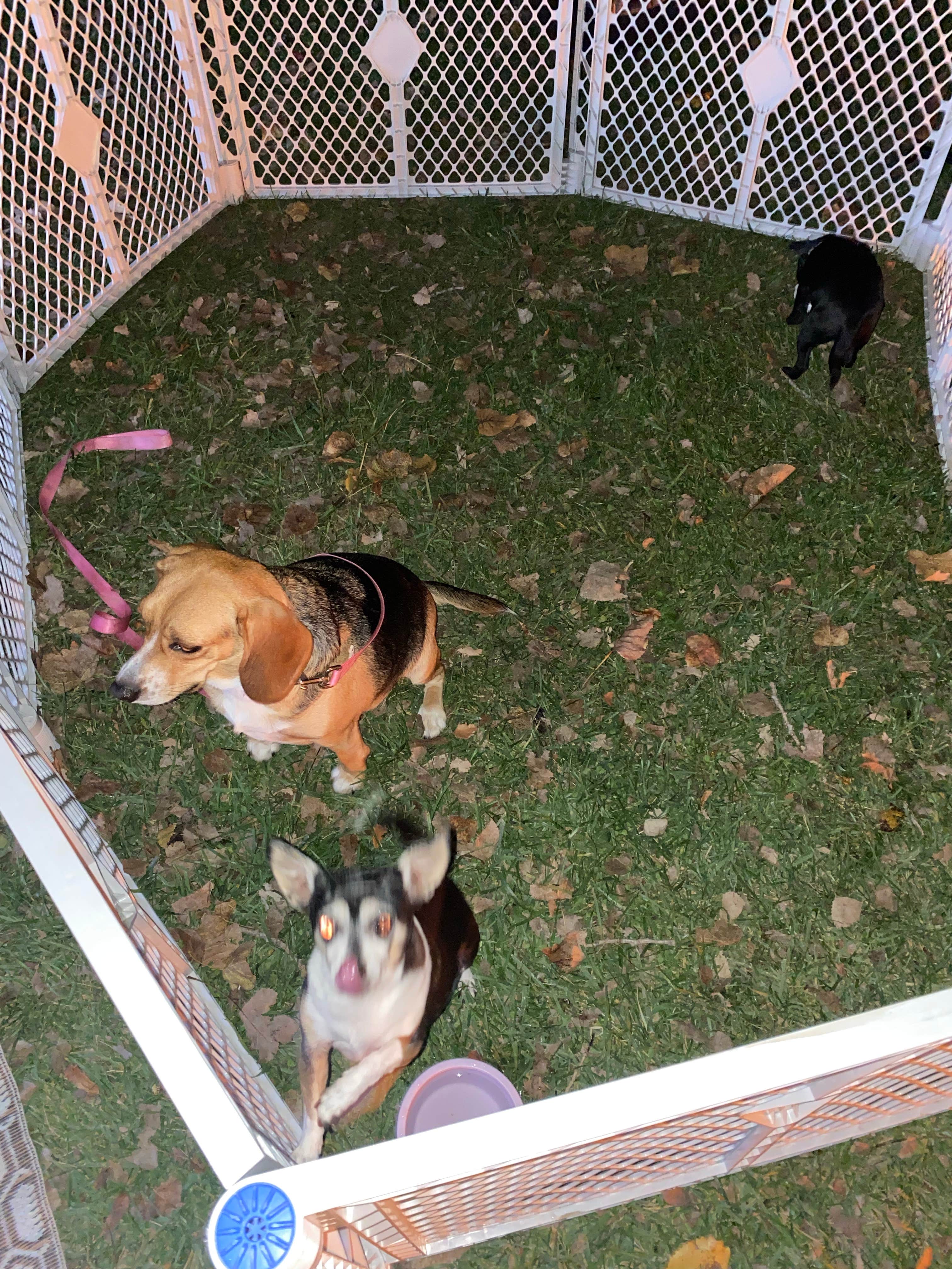 Candace  H.'s photo of camping with pets at Indian Lake State Park Campground near Zanesfield, OH