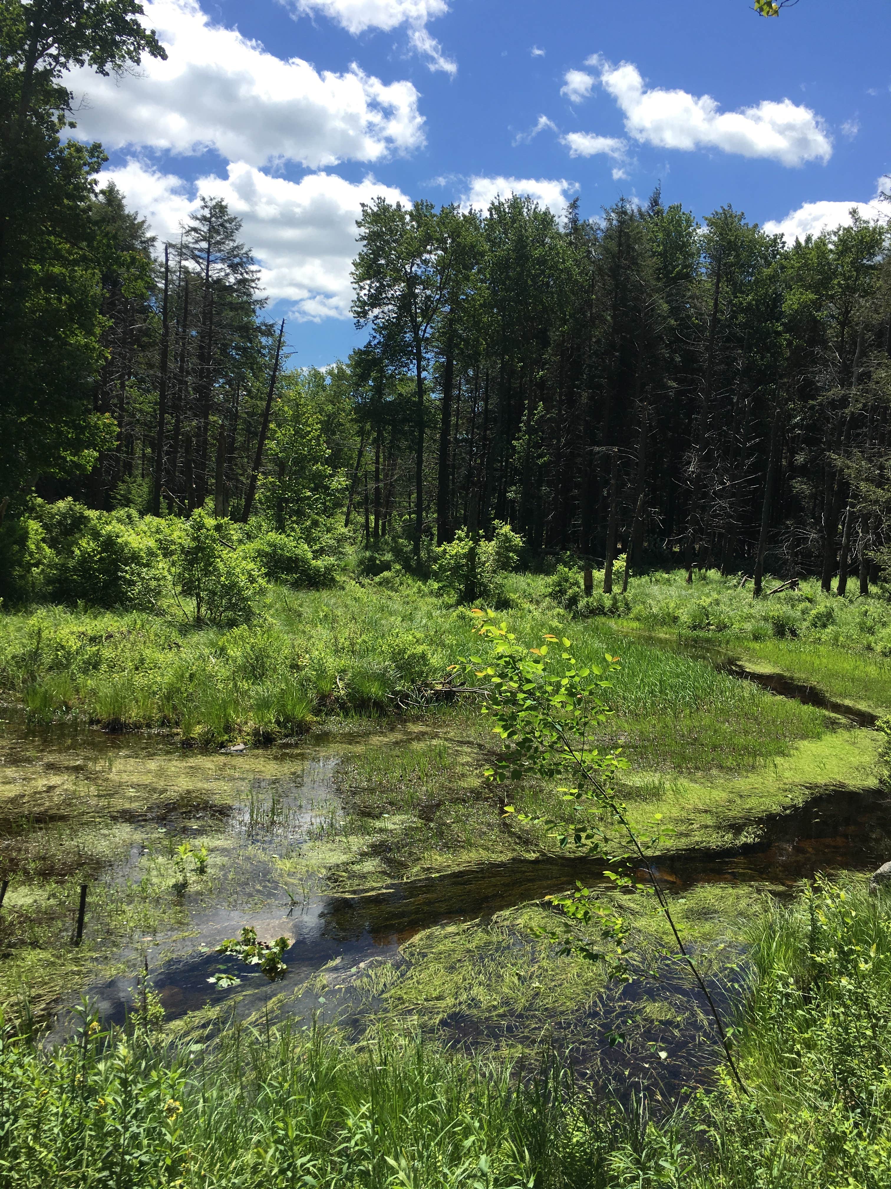 Camper submitted image from Lower Lake Campground Northwoods Area — Promised Land State Park - 1