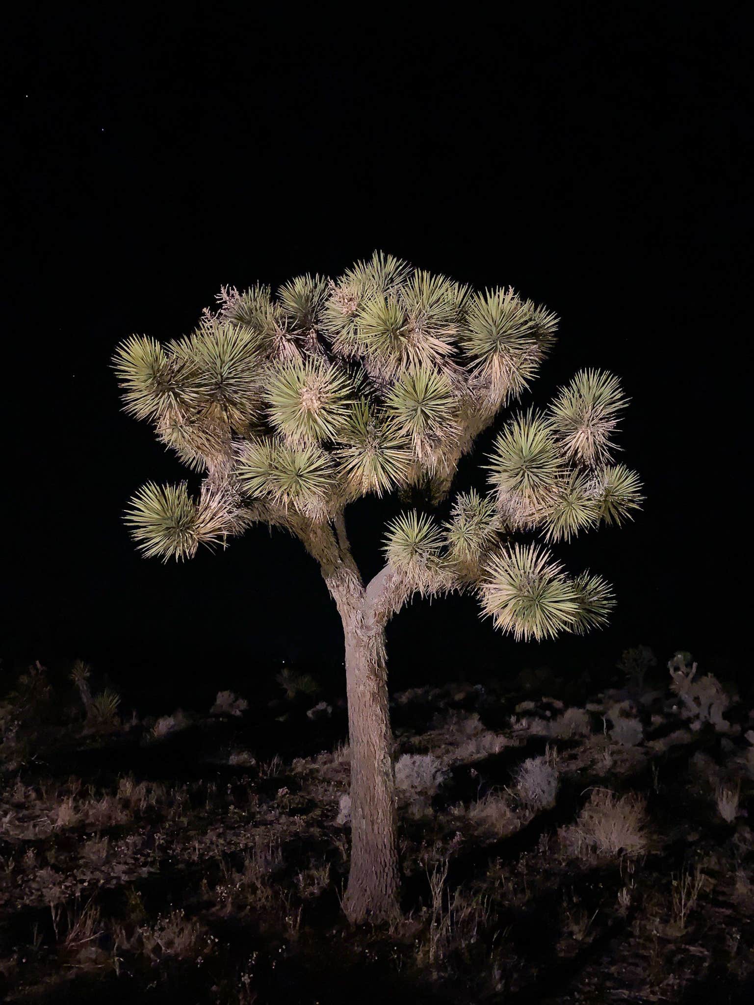 Camper submitted image from Desert Maui - 4
