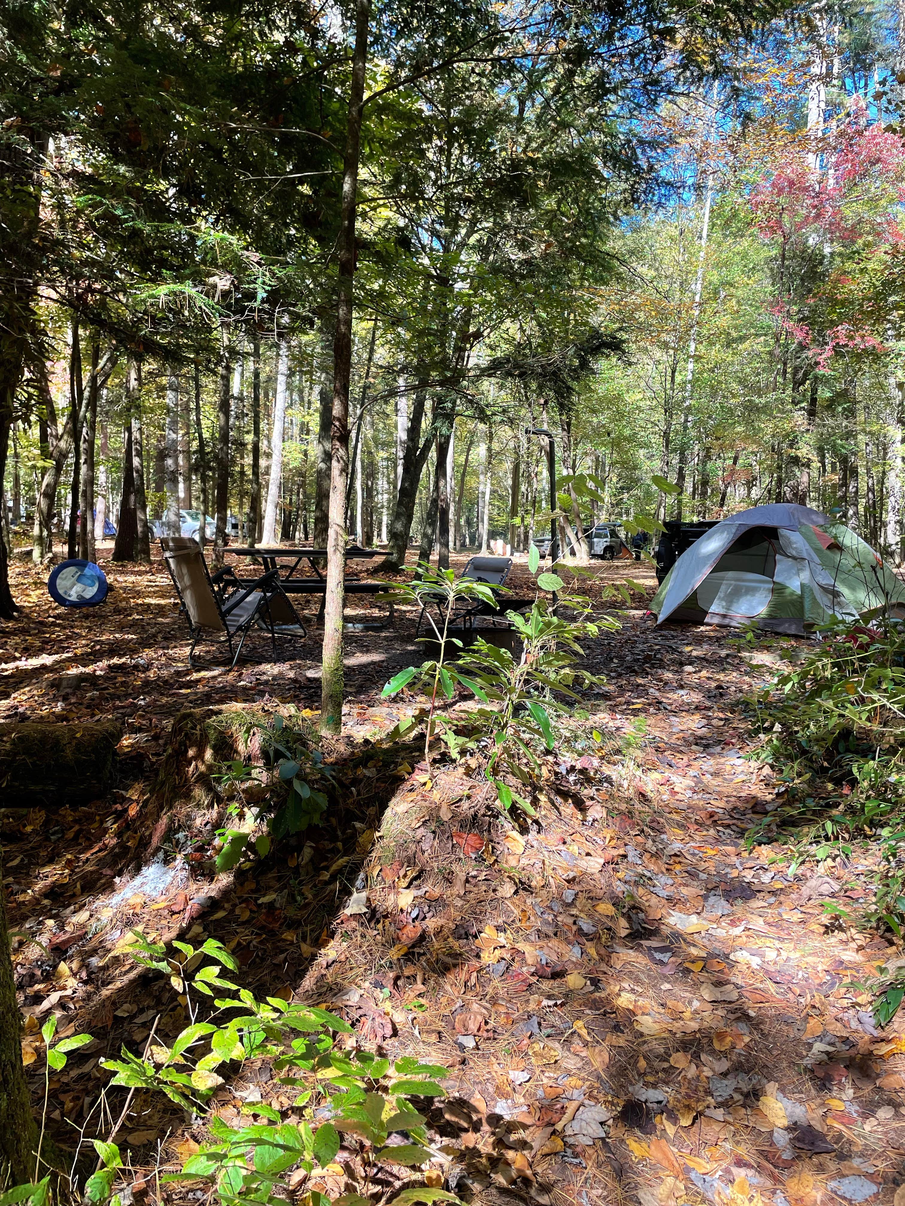 donna H.'s photo at Cataloochee Campground — Great Smoky Mountains National Park near Lake Junaluska, NC