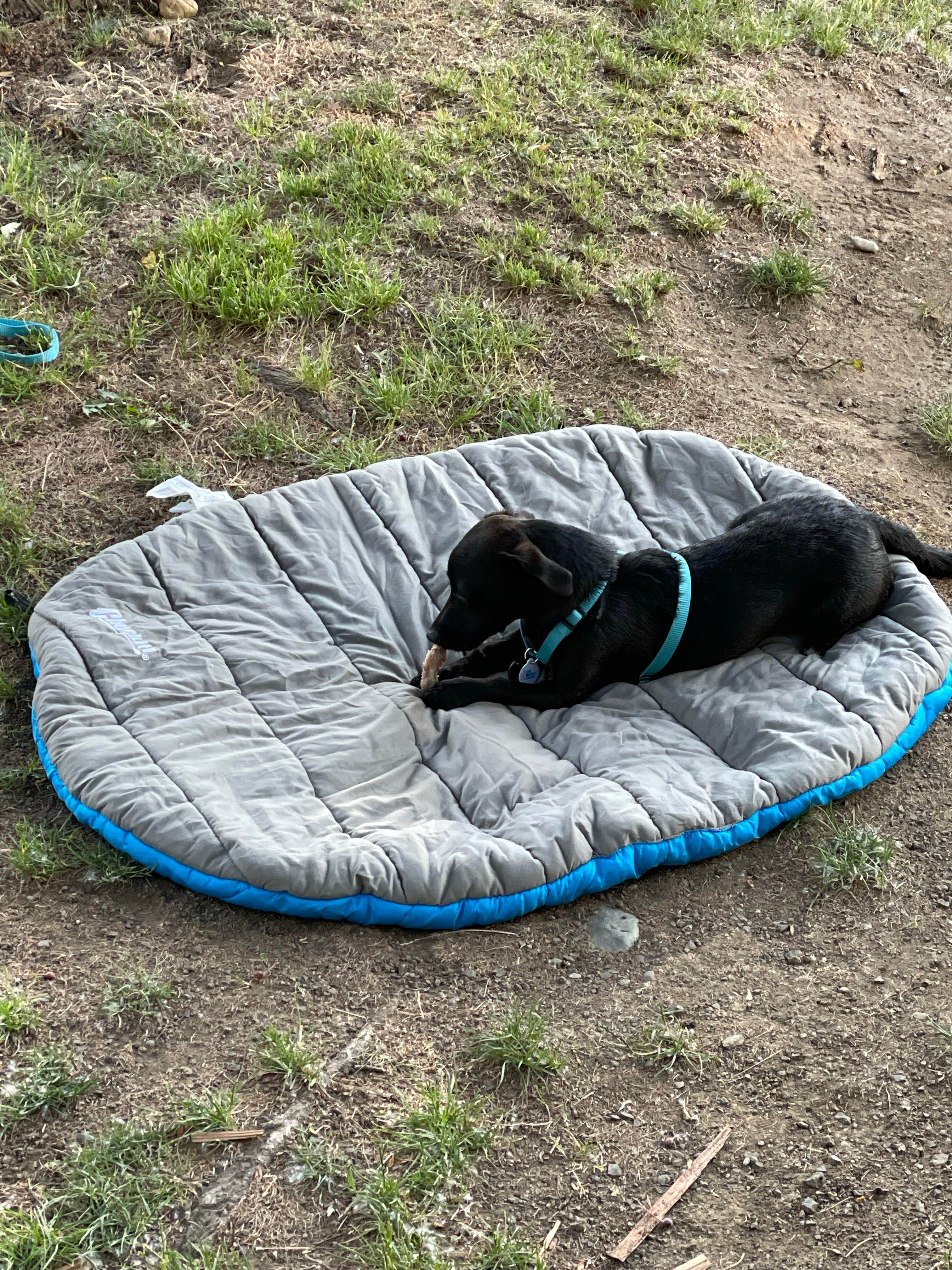 Lara K.'s photo of camping with pets at Ellensburg KOA near Yakima, WA