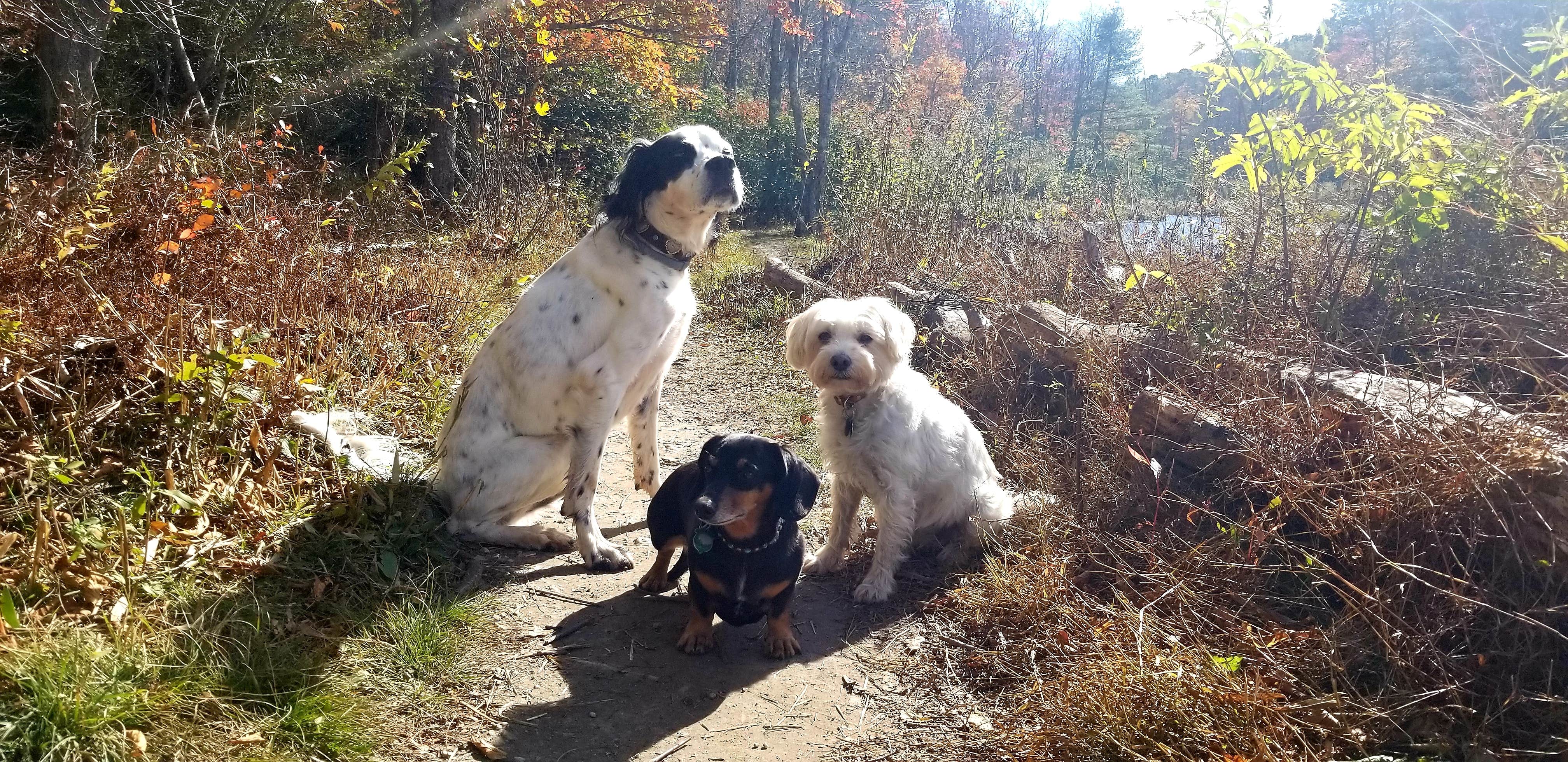 Katrin M.'s photo of camping with pets at Julian Price Park Campground — Blue Ridge Parkway near Pinehurst, NC