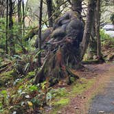 Review photo of Kalaloch Campground - group — Olympic National Park by Randell C., October 24, 2021