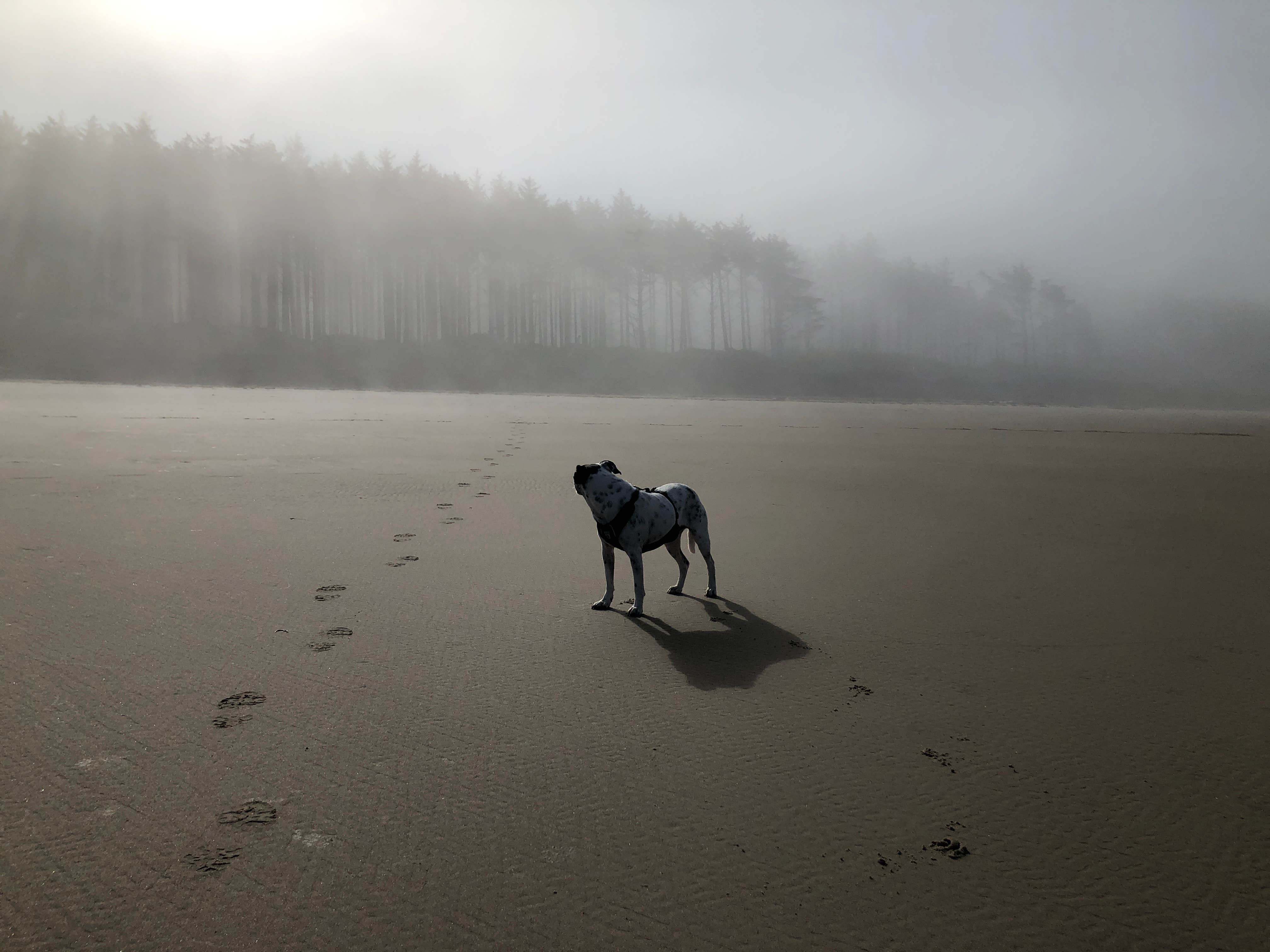 brent's photo of camping with pets at Cape Lookout State Park Campground near Lincoln City, OR