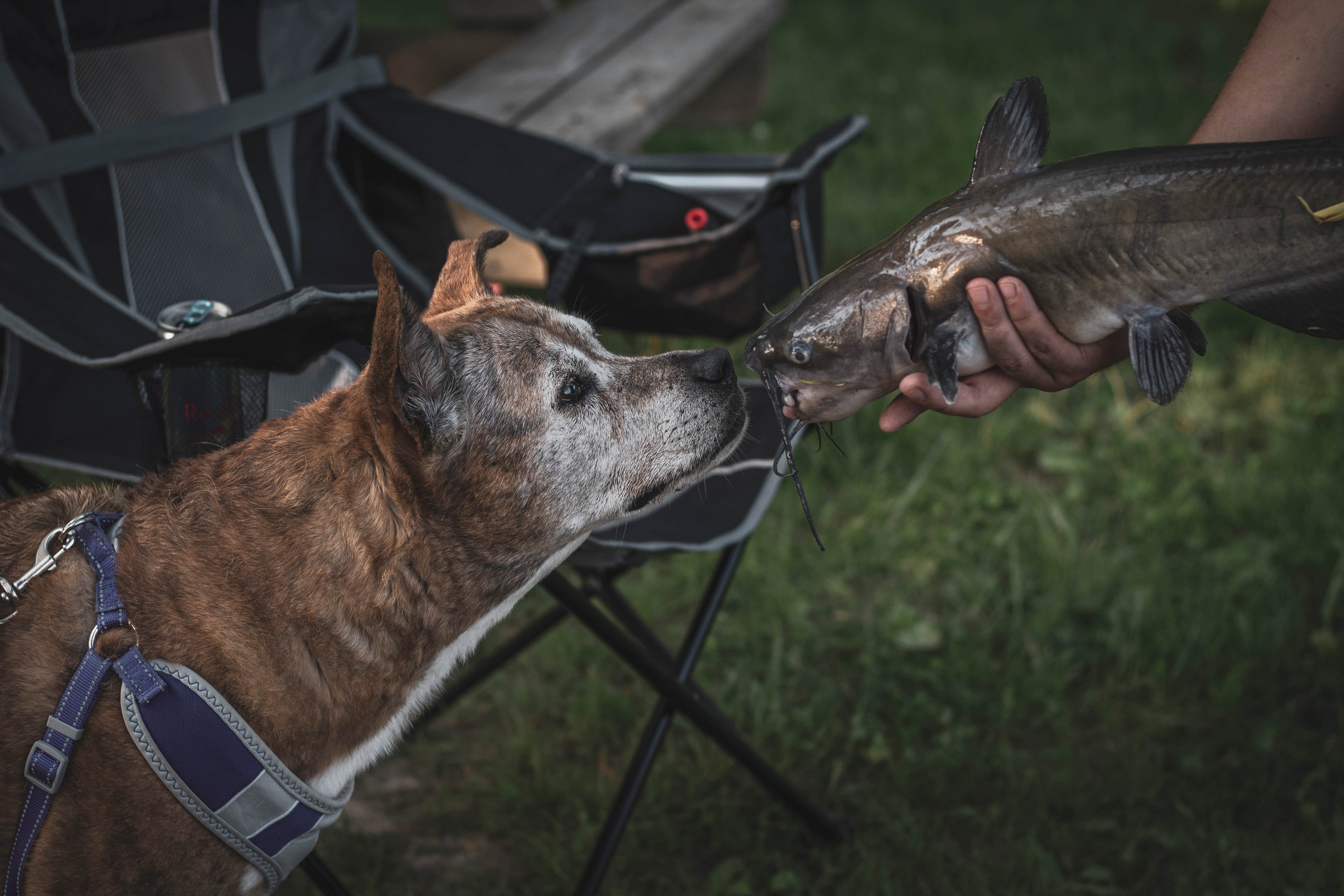 Jennifer K.'s photo of camping with pets at Big Fish-n-Camp Ground near Monticello, IN