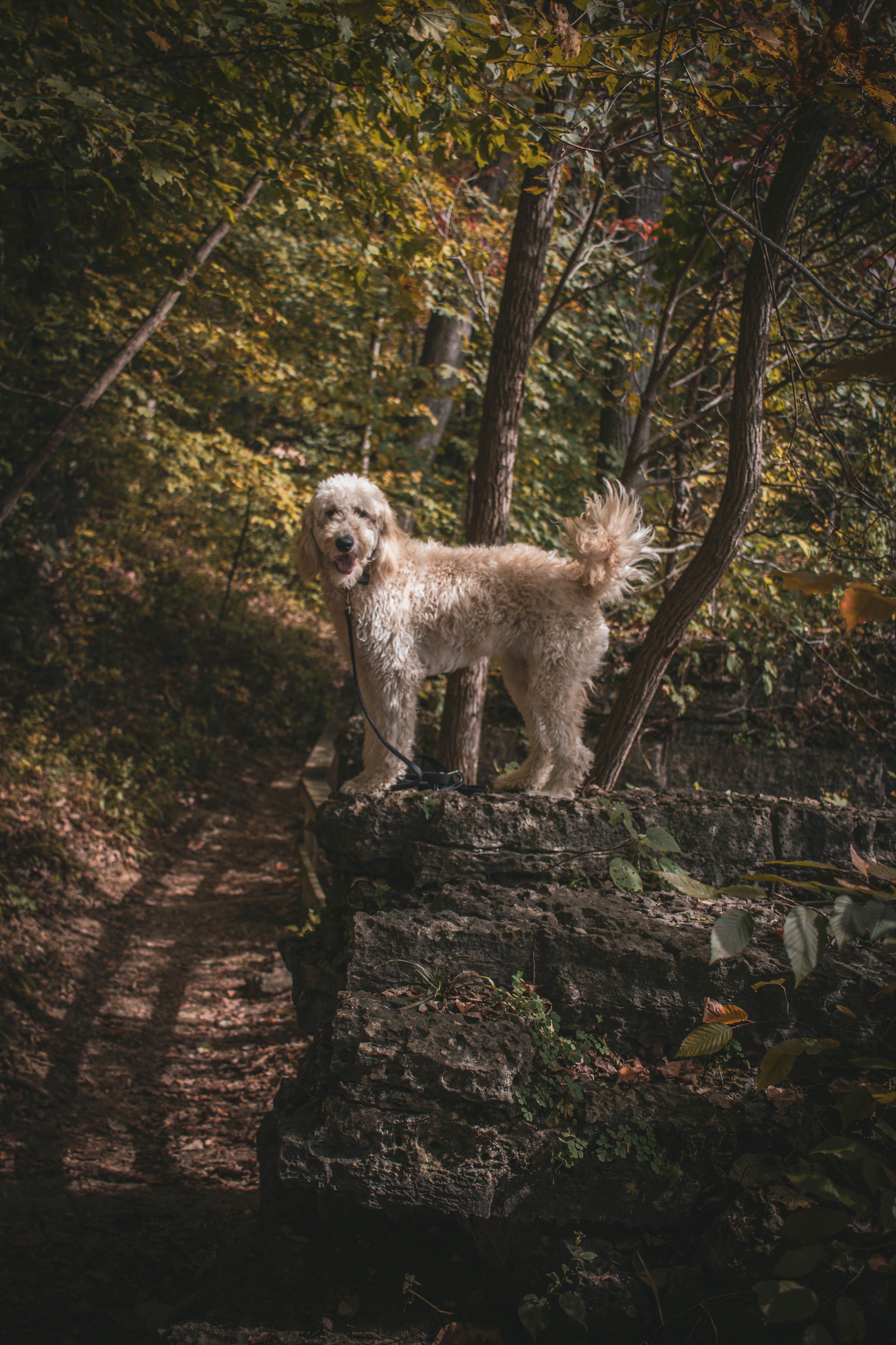 Jennifer K.'s photo of camping with pets at Clifty Falls State Park Campground near Jeffersonville, IN
