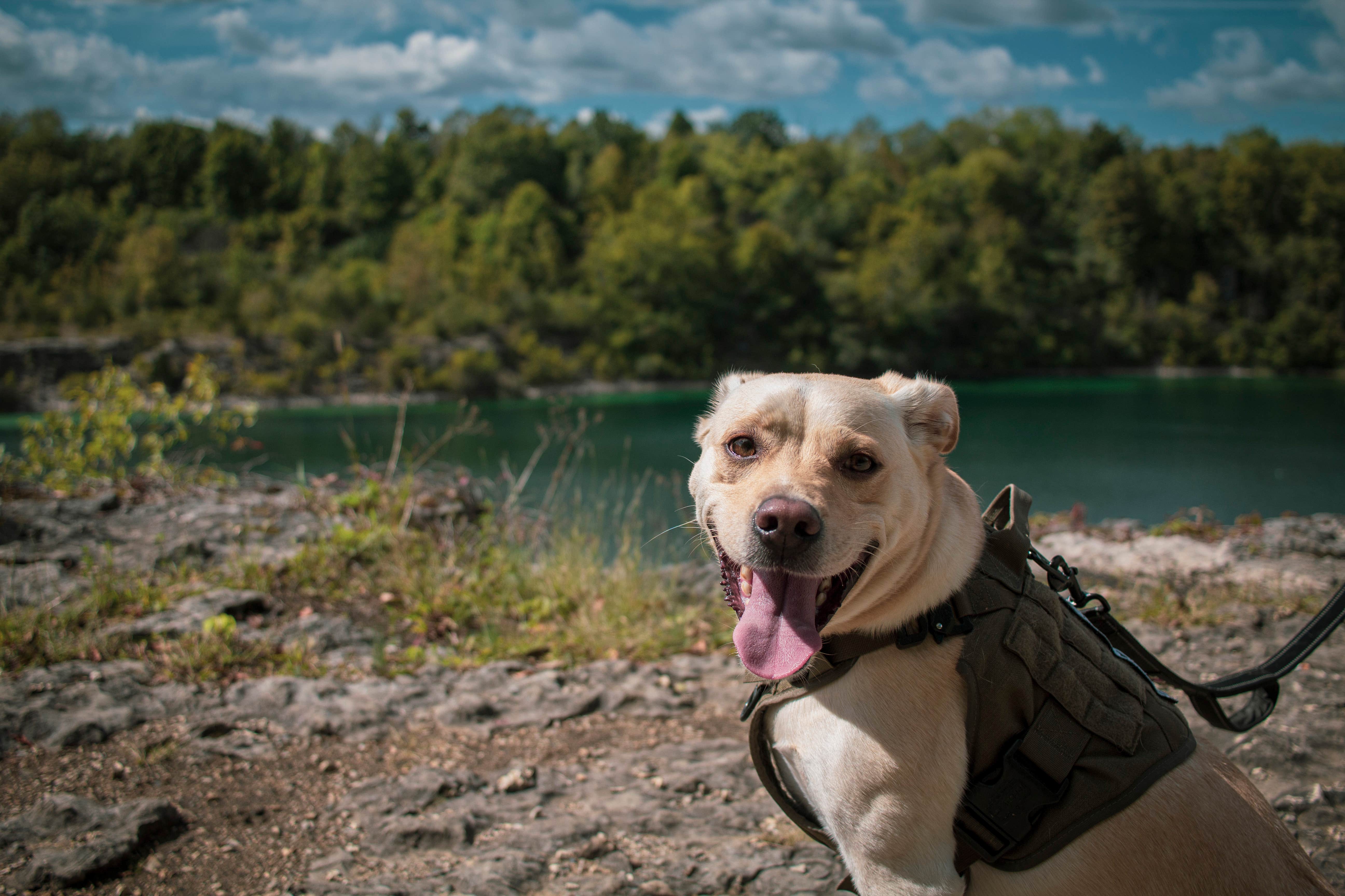 Jennifer K.'s photo of camping with pets at France Park near Marion, IN