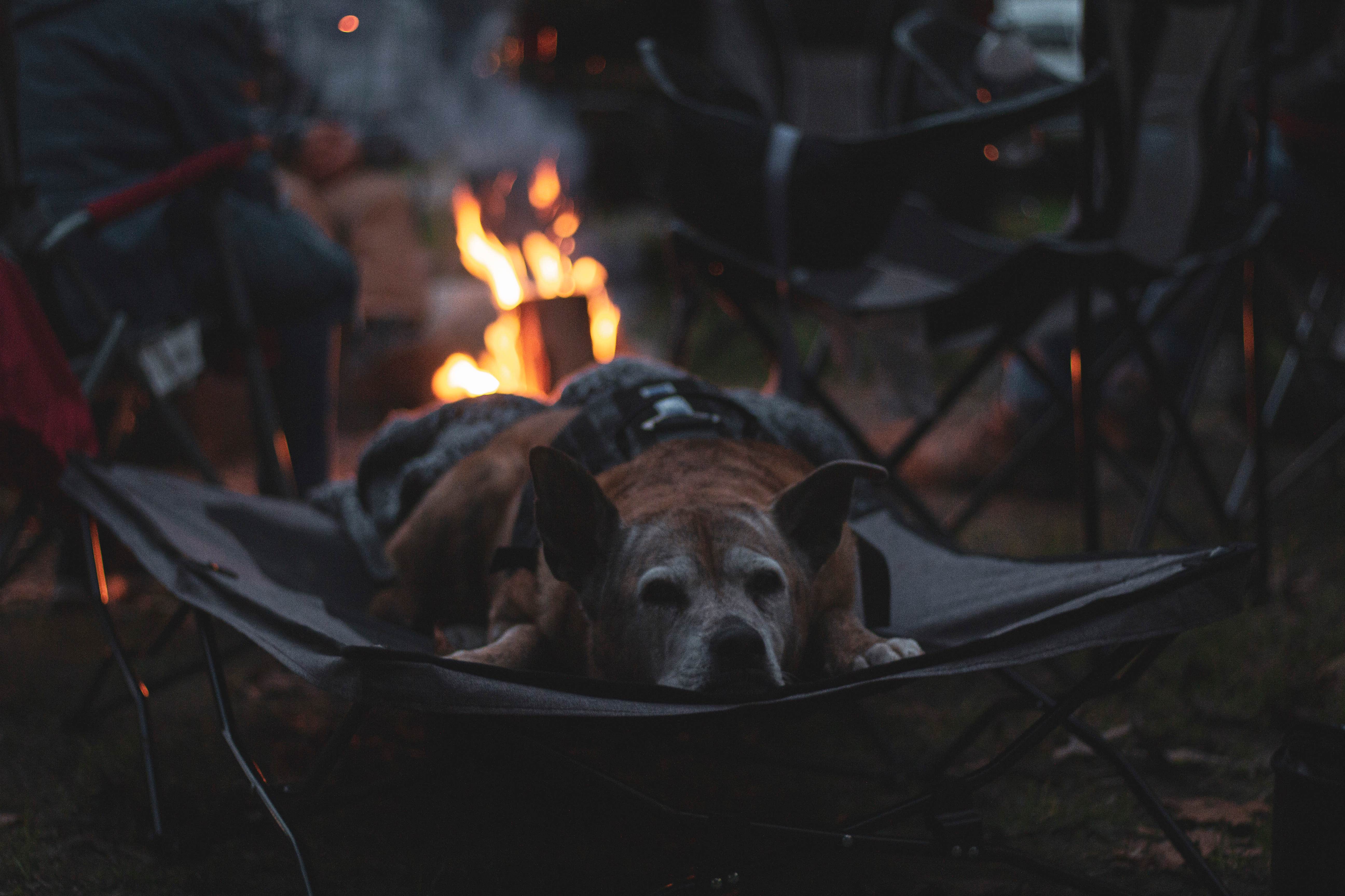 Jennifer K.'s photo of camping with pets at Hickory Ridge Campground — Hoosier National Forest near Vallonia, IN