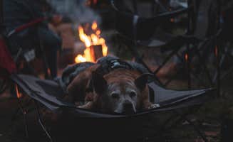Jennifer K.'s photo of camping with pets at Hickory Ridge Campground — Hoosier National Forest near Hoosier National Forest