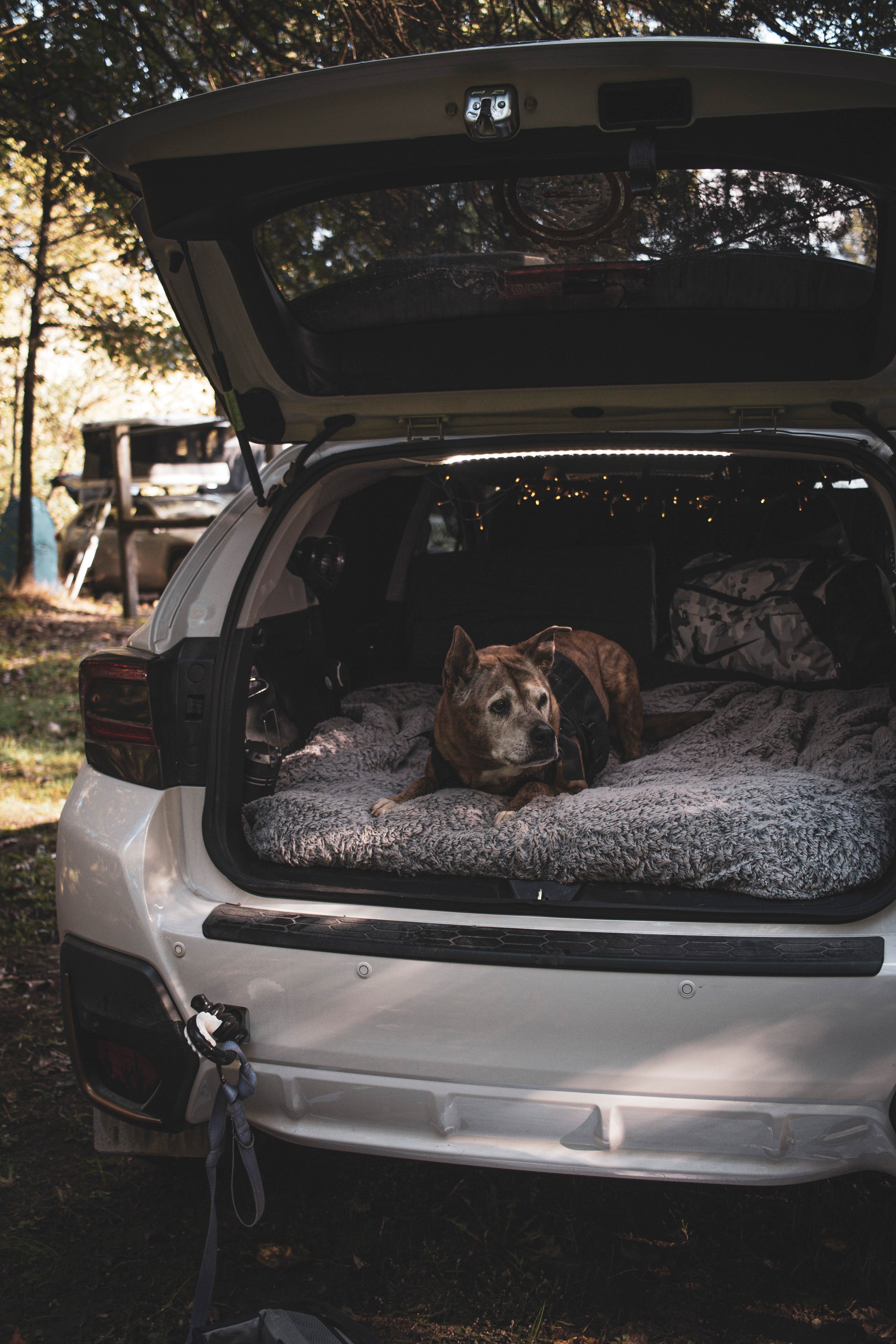 Camper submitted image from Hickory Ridge Campground — Hoosier National Forest - 3