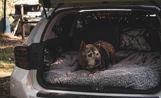 Jennifer K.'s photo of camping with pets at Hickory Ridge Campground — Hoosier National Forest near Hoosier National Forest