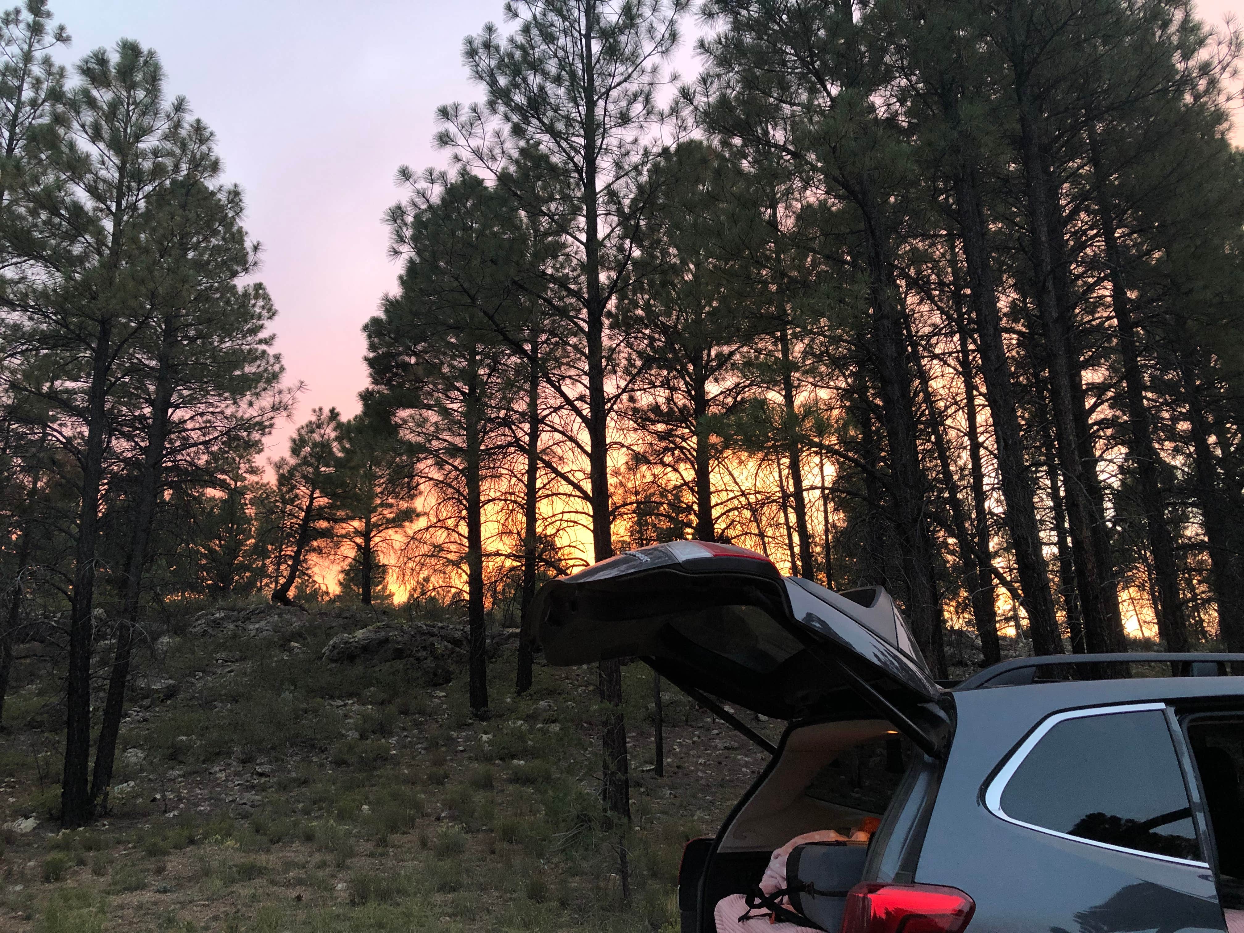 Cassidy M.'s photo of a dispersed camping area at FR 306 Dispersed Camping near Grand Canyon, AZ