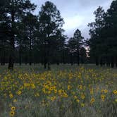 Review photo of Lockett Meadow Dispersed Camping by Cassidy M., October 25, 2021