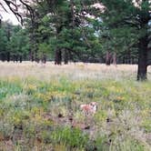 Review photo of Lockett Meadow Dispersed Camping by Cassidy M., October 25, 2021