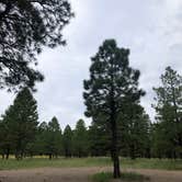 Review photo of Lockett Meadow Dispersed Camping by Cassidy M., October 25, 2021