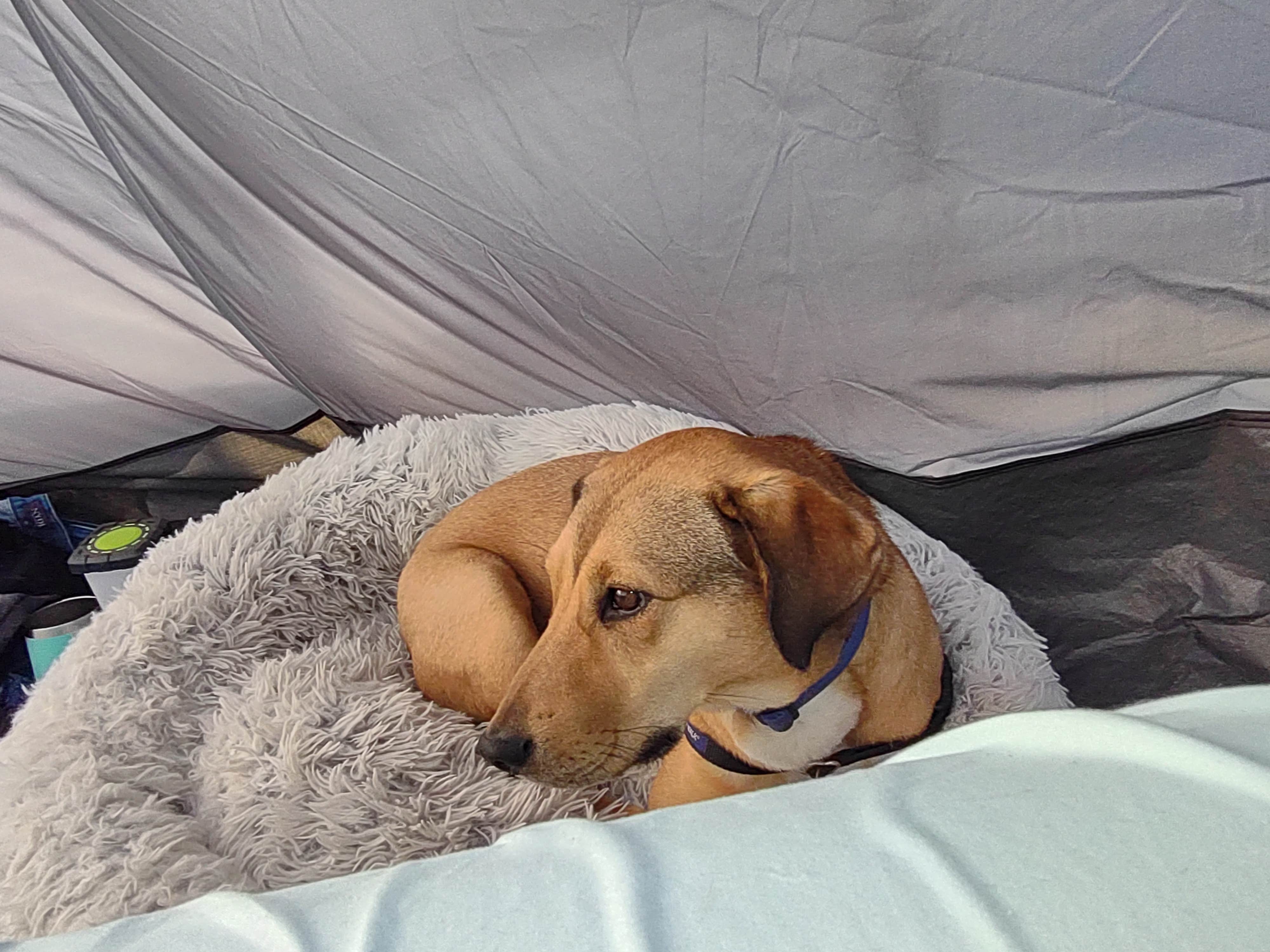 Nansea's photo of camping with pets at Ocracoke Campground — Cape Hatteras National Seashore near Frisco, NC