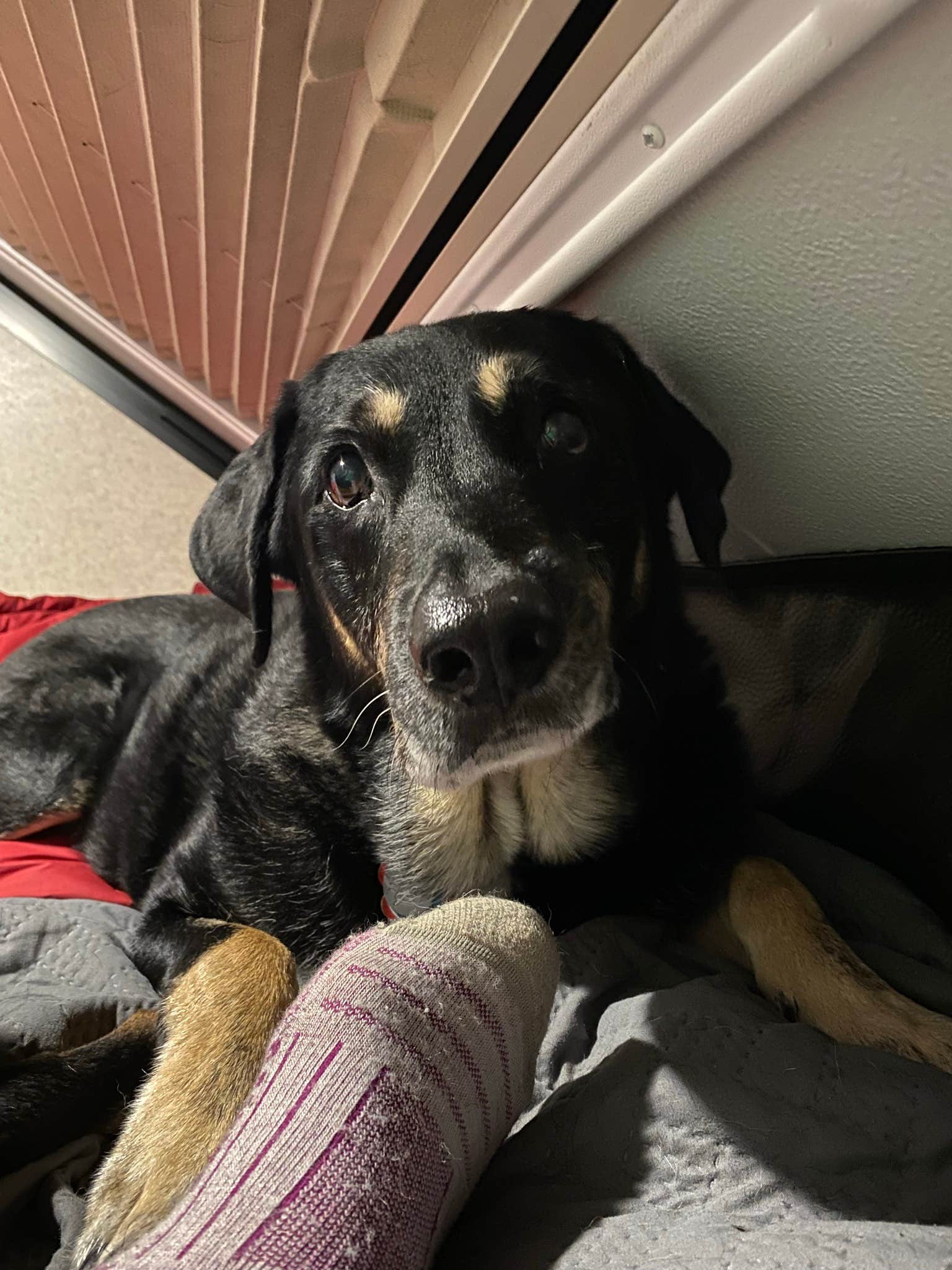 Shannon G.'s photo of camping with pets at West Branch State Park Campground near Limaville, OH