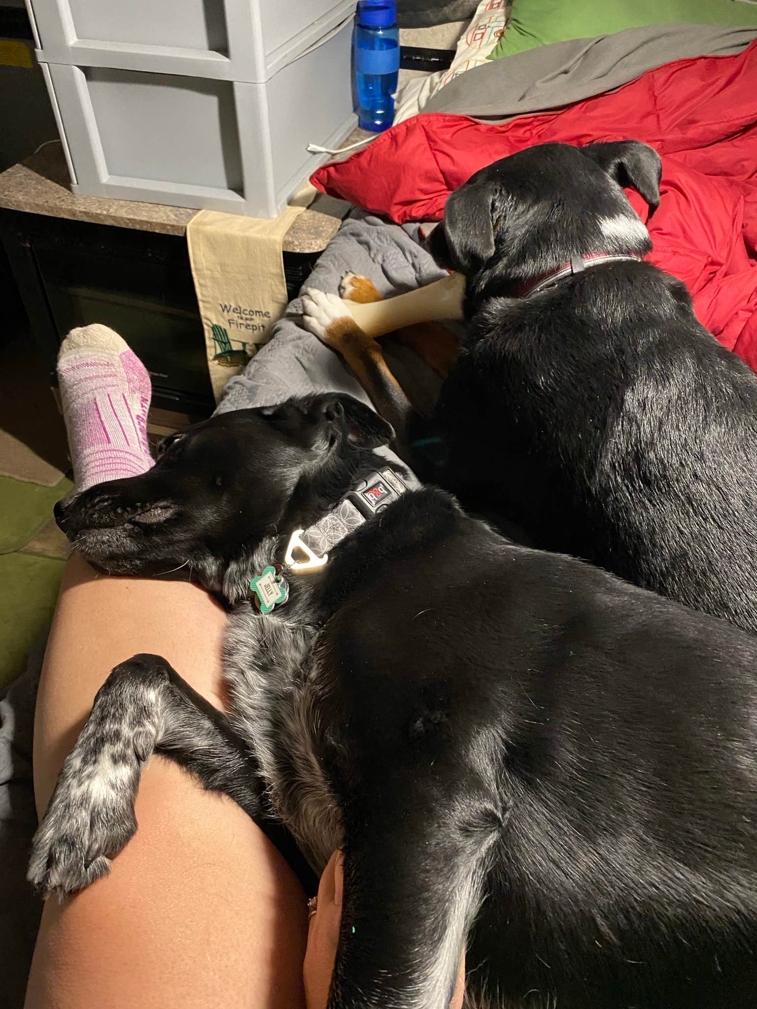 Shannon G.'s photo of camping with pets at West Branch State Park Campground in Ohio