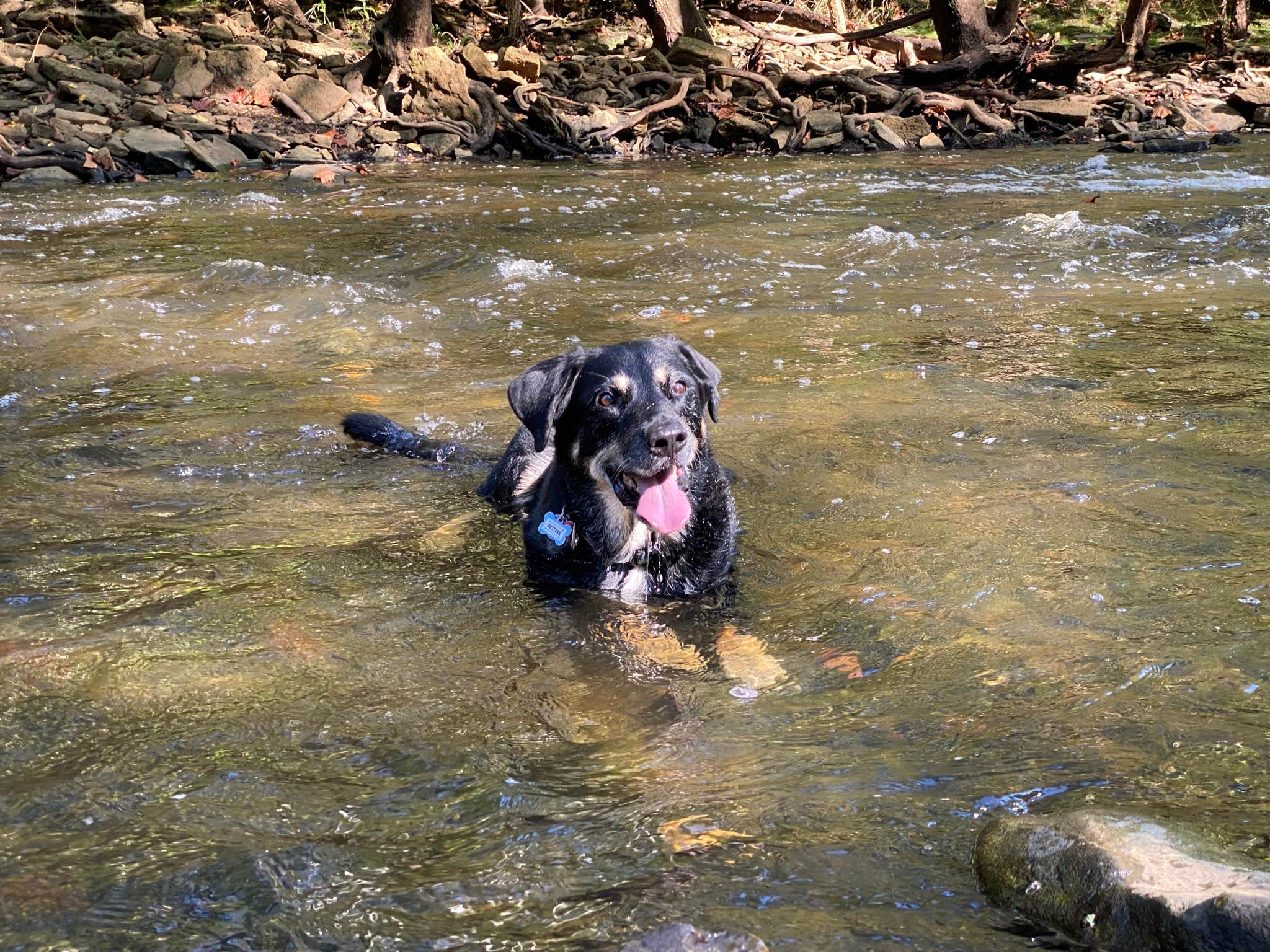 Shannon G.'s photo of camping with pets at East Fork State Park Campground in Ohio
