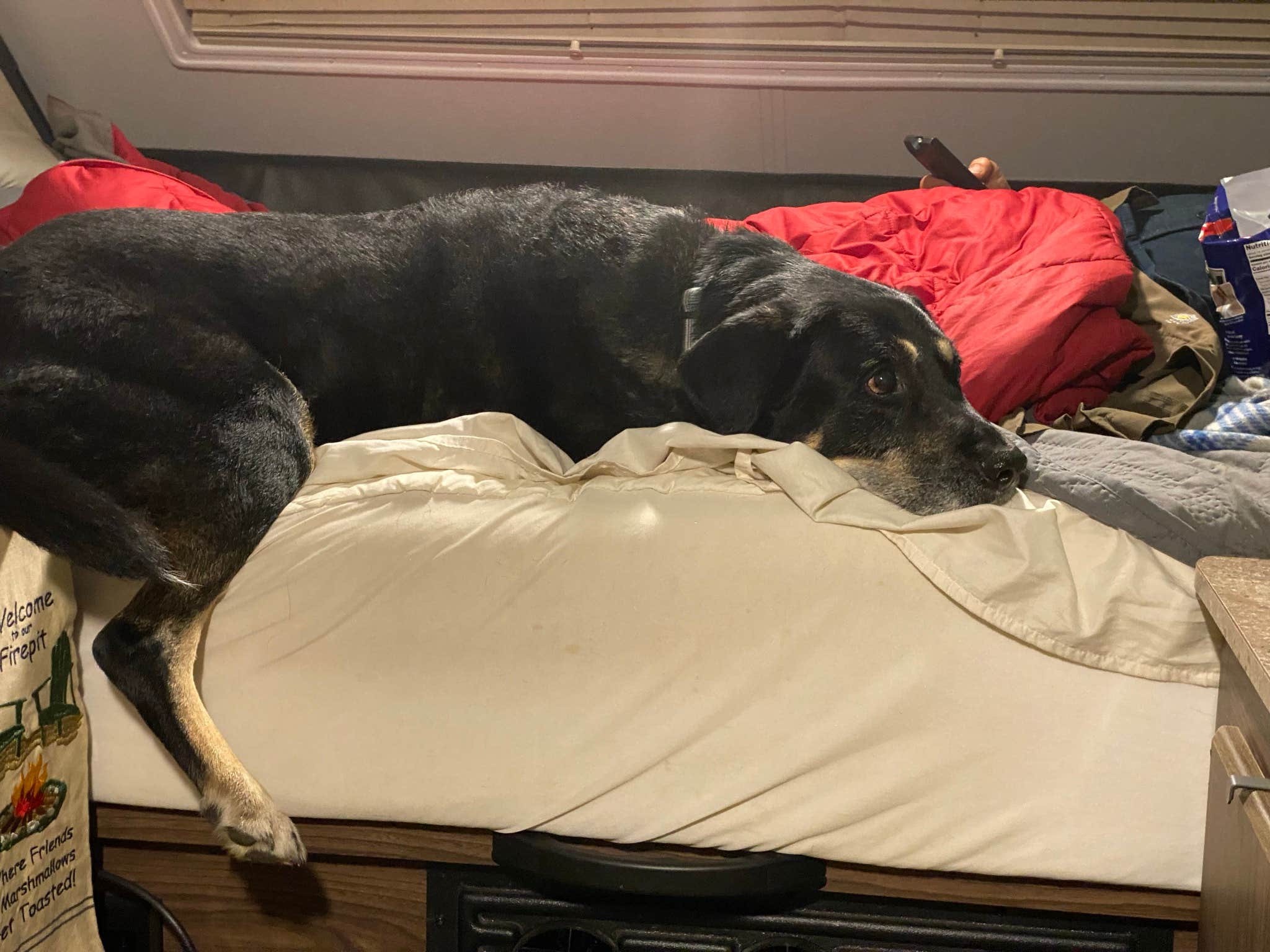Shannon G.'s photo of camping with pets at East Fork State Park Campground near Williamsburg, OH
