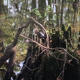 Review photo of Manatee Springs State Park Campground by Jonathan D., October 25, 2021