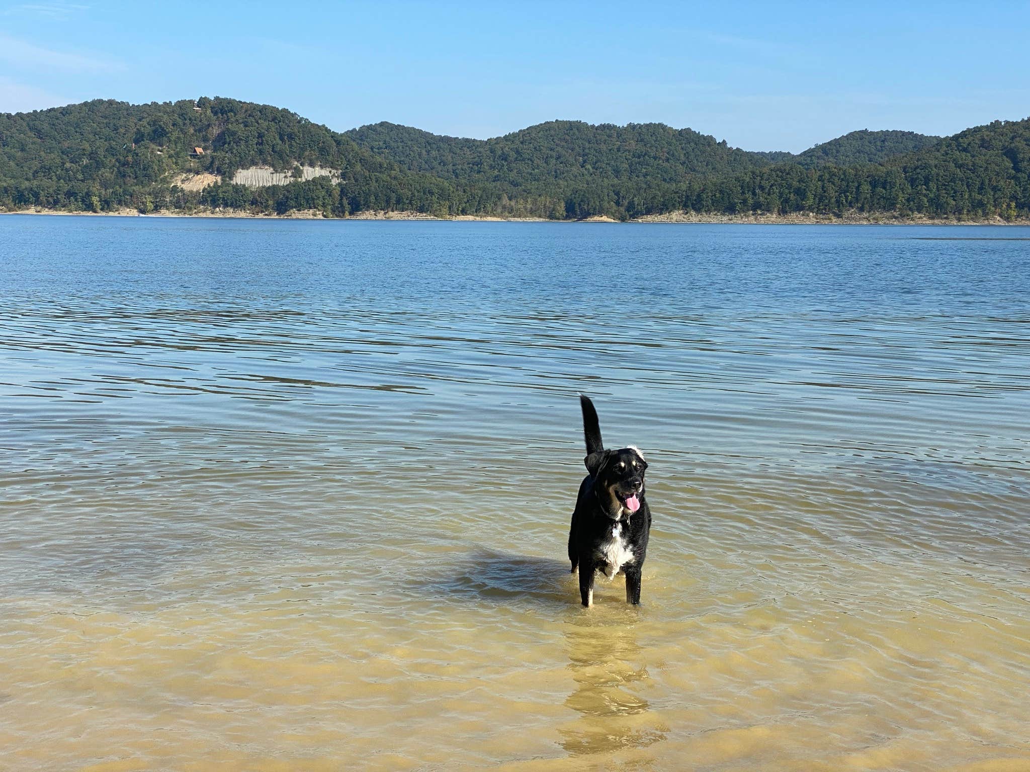 Shannon G.'s photo of camping with pets at Zilpo Campground near Clearfield, KY