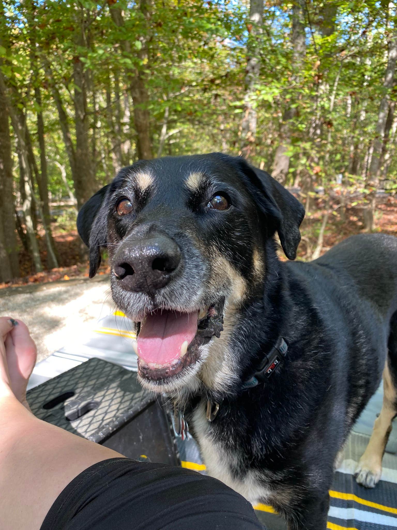 Shannon G.'s photo of camping with pets at Zilpo Campground near Manchester, OH