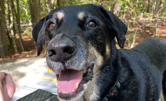 Shannon G.'s photo of camping with pets at Zilpo Campground near Grahn, KY