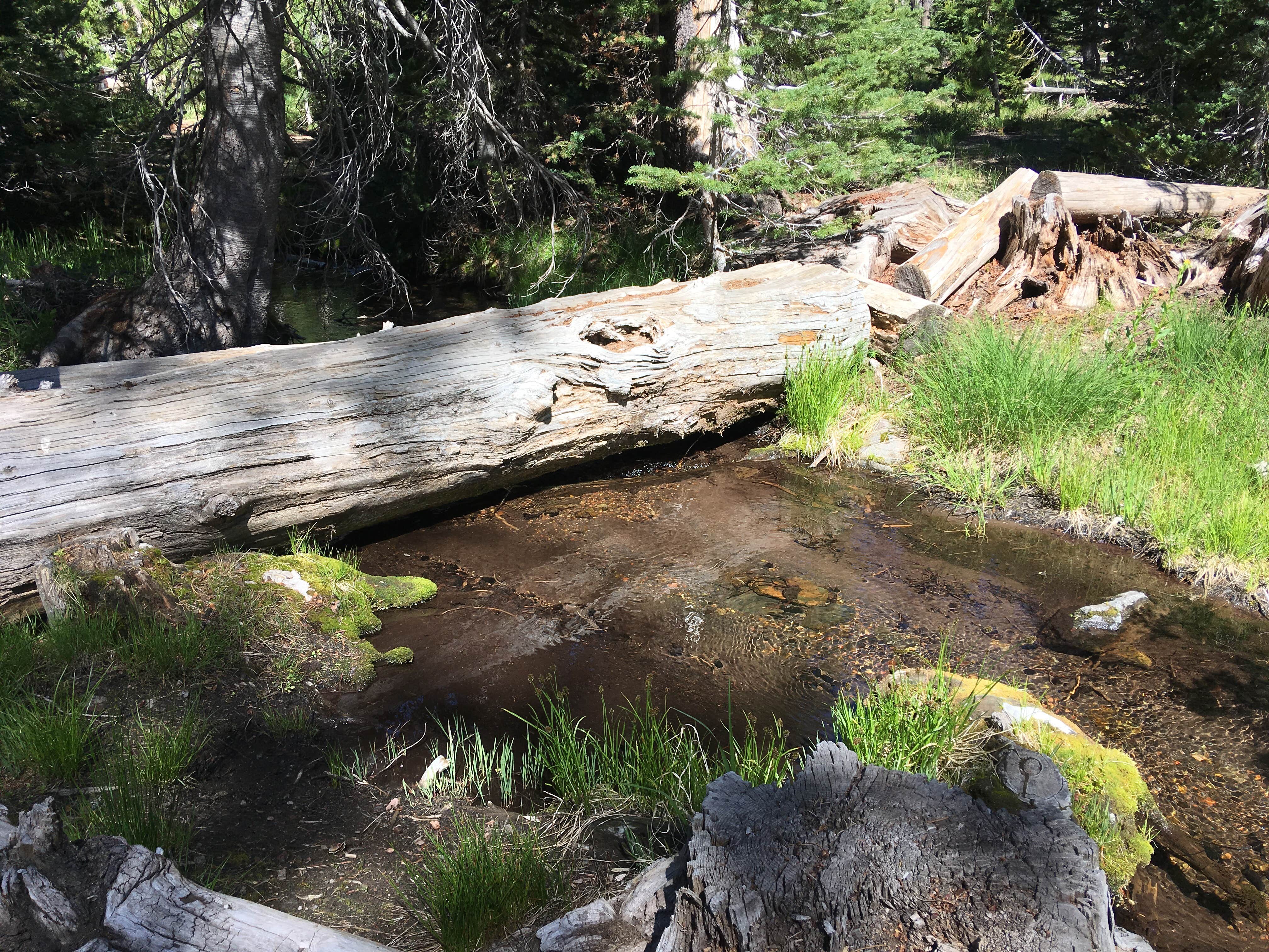 Camper-submitted photo at Lost Creek - Crater Lake National Park near Crater Lake National Park