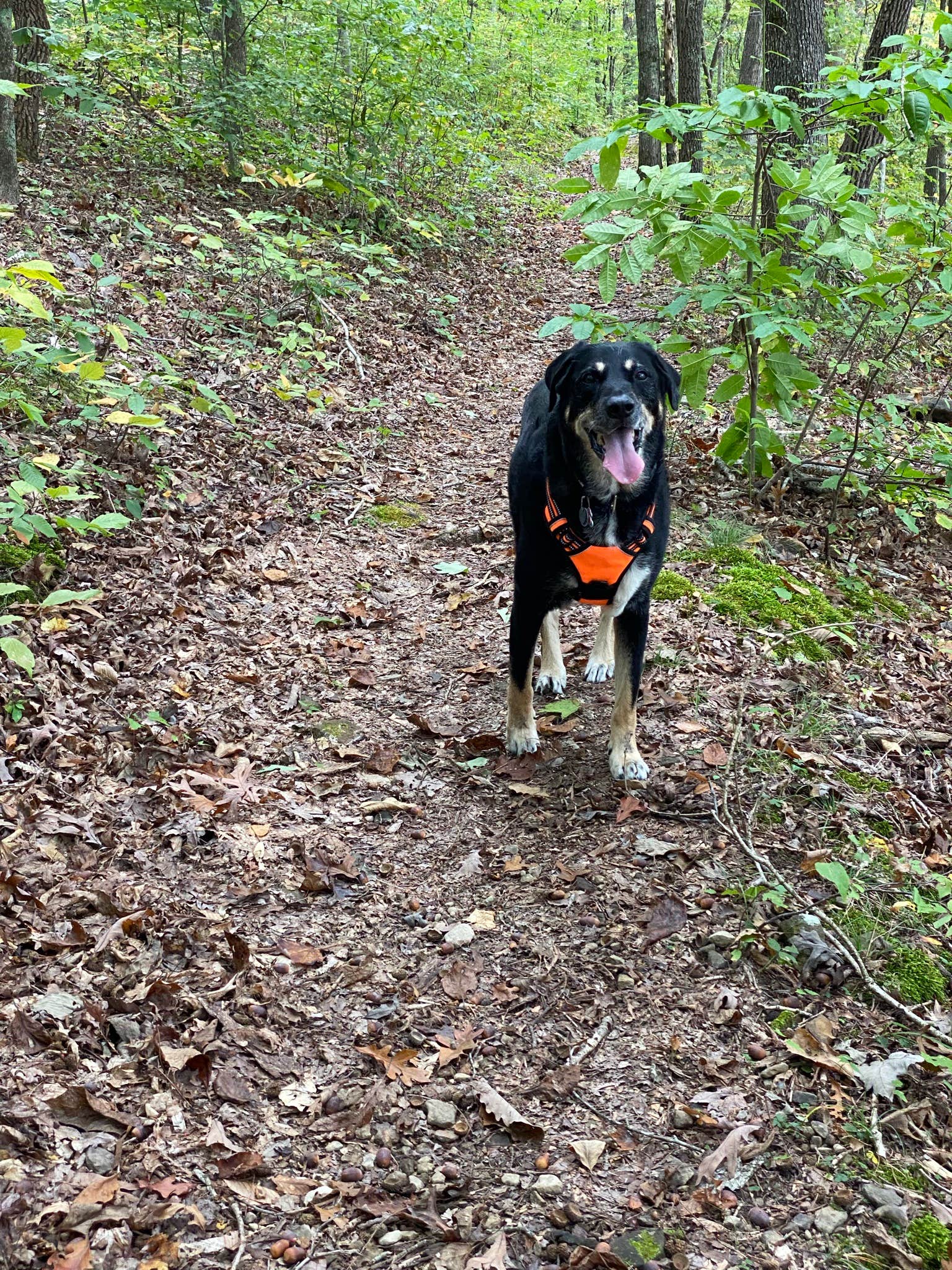 Shannon G.'s photo of camping with pets at Zilpo Campground near Clay City, KY