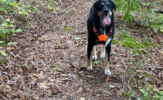 Shannon G.'s photo of camping with pets at Zilpo Campground near Slade, KY