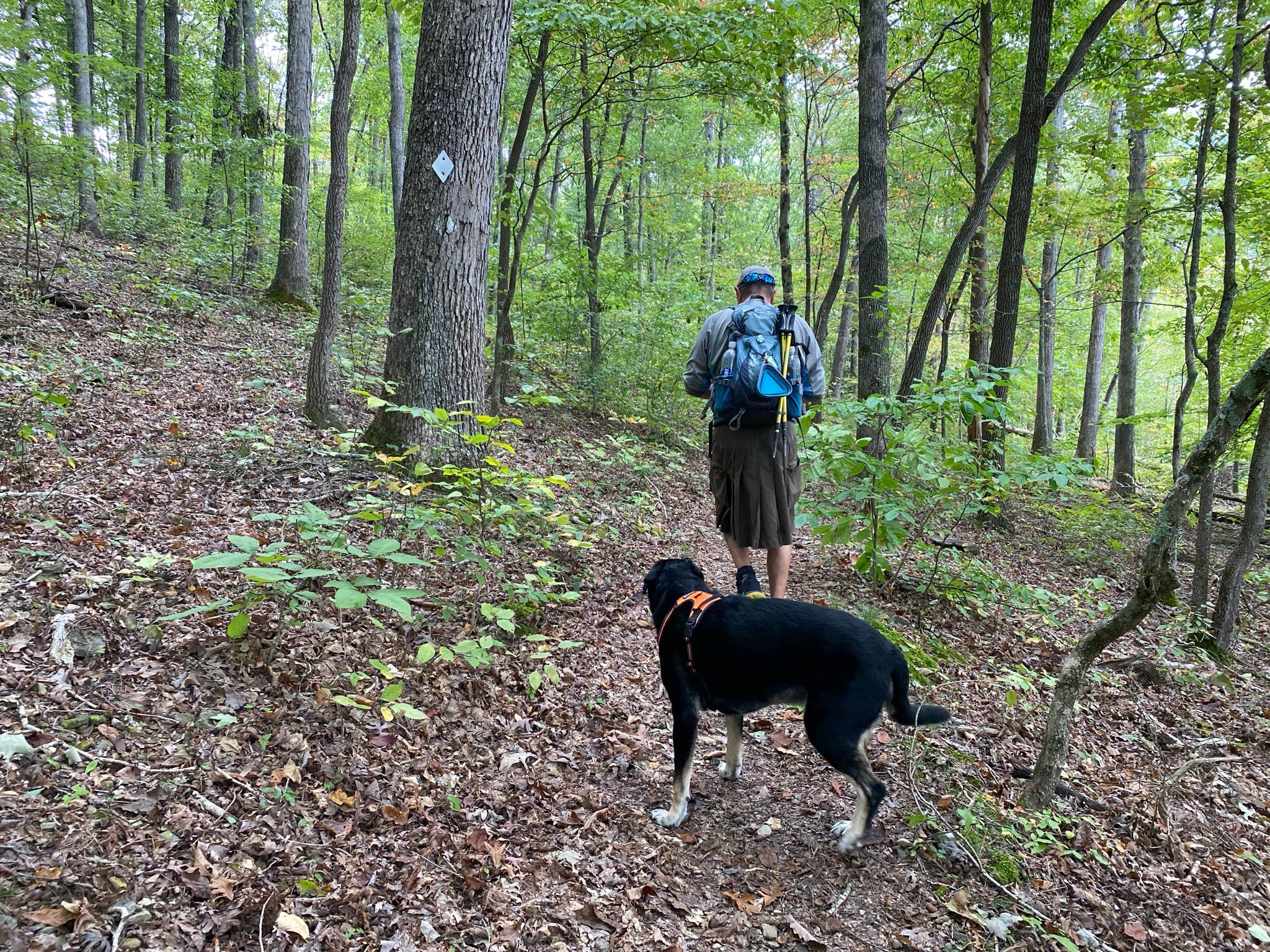 Shannon G.'s photo of camping with pets at Zilpo Campground near Carlisle, KY