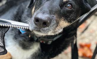 Shannon G.'s photo of camping with pets at Zilpo Campground near Beattyville, KY