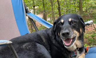 Shannon G.'s photo of camping with pets at Zilpo Campground near Grahn, KY