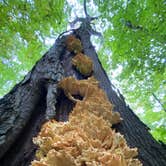 Review photo of Mt Gilead State Park Campground by Shannon G., October 25, 2021