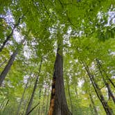 Review photo of Mt Gilead State Park Campground by Shannon G., October 25, 2021