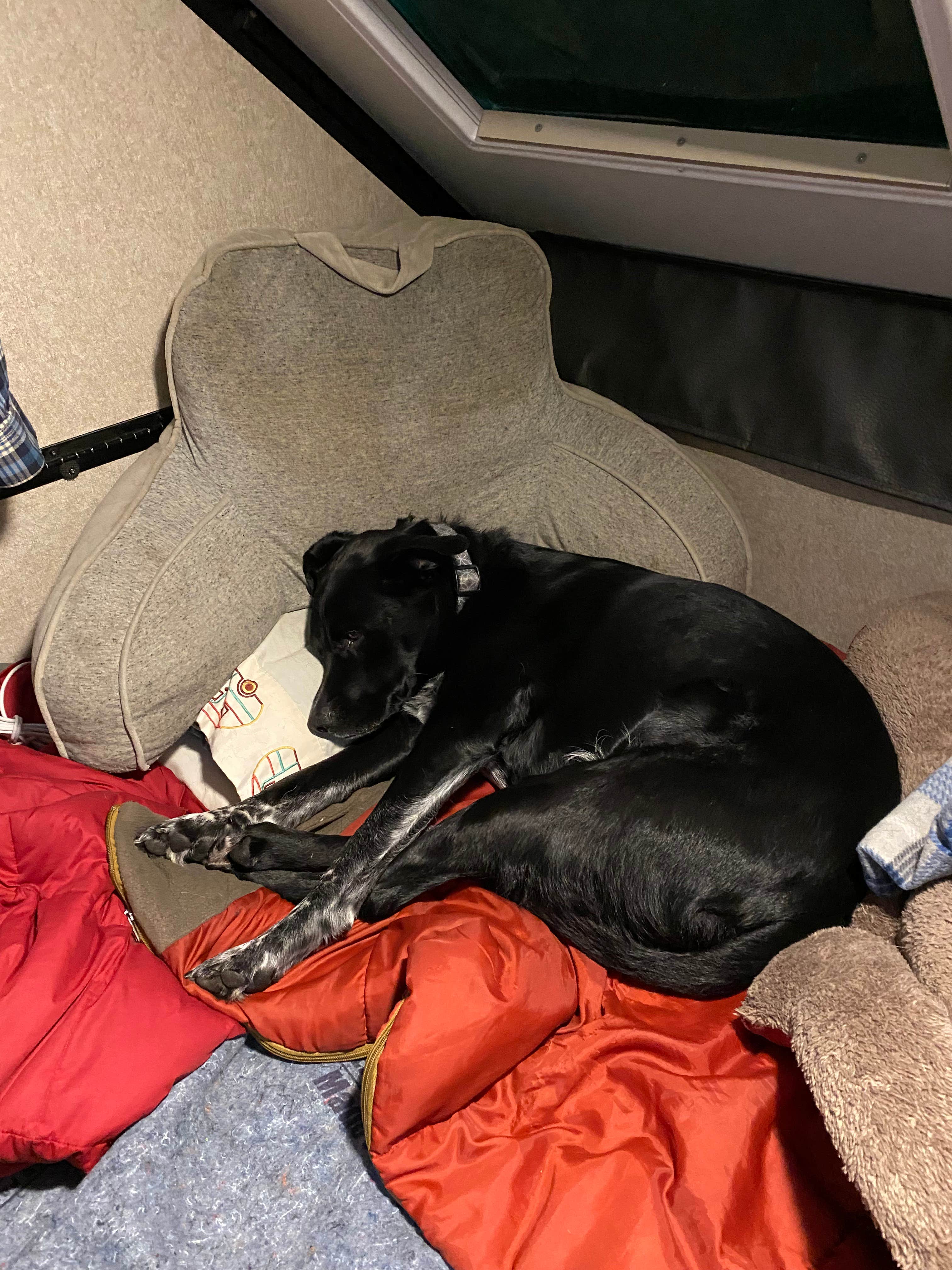 Shannon G.'s photo of camping with pets at Mt Gilead State Park Campground near Marion, OH