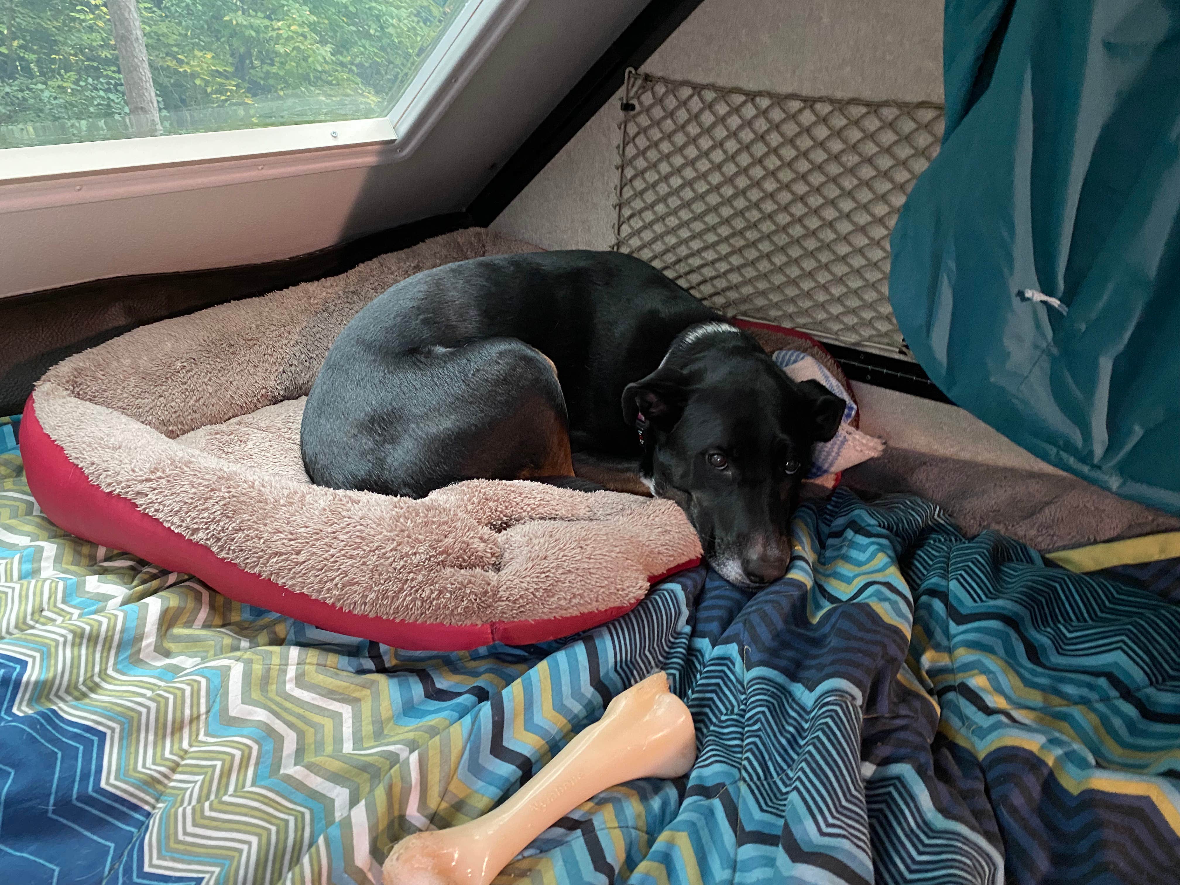 Shannon G.'s photo of camping with pets at Mt Gilead State Park Campground near Delaware, OH