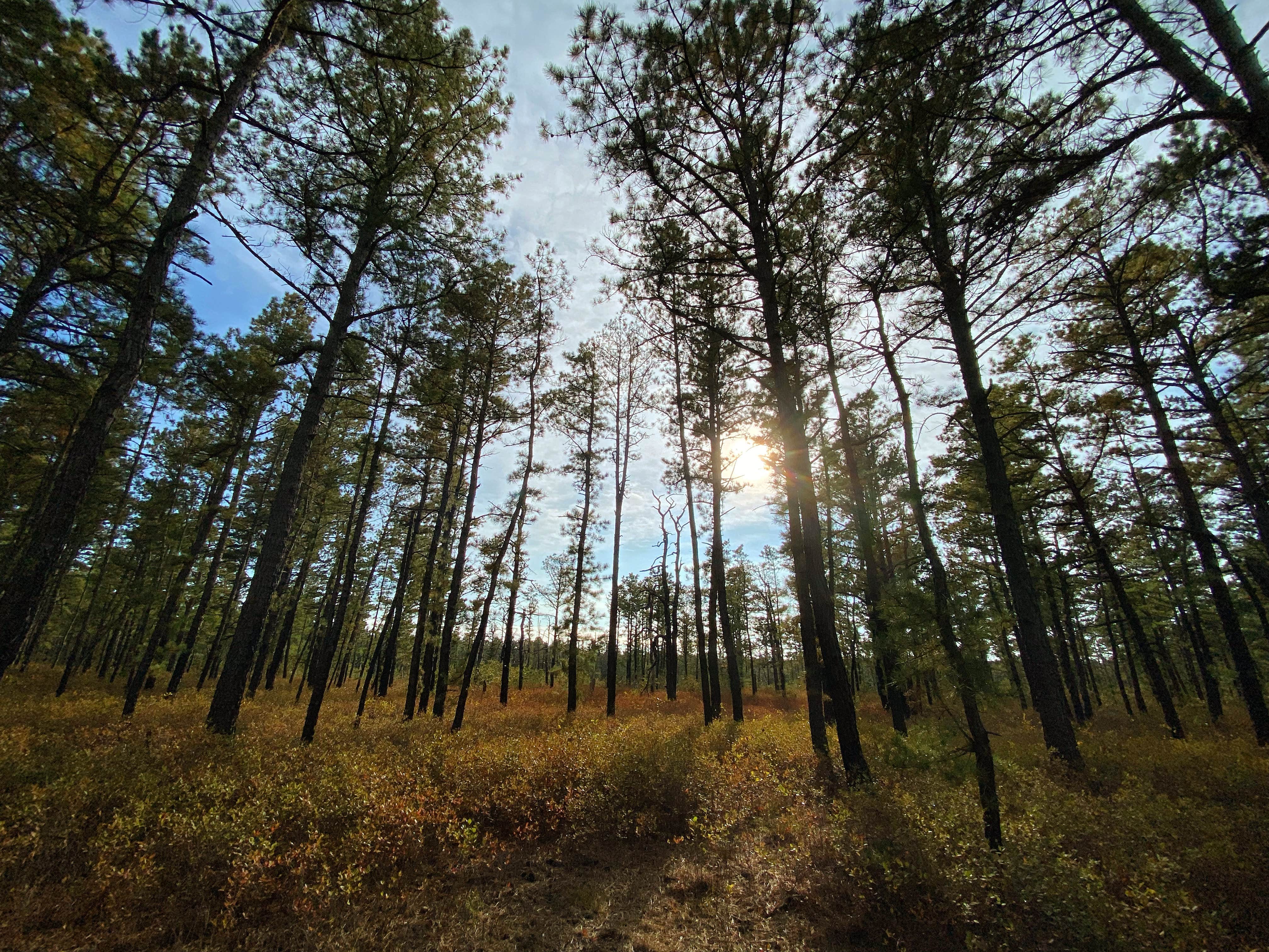 Camper submitted image from Wharton State Forest Bodine Field Campground - 3