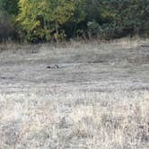 Review photo of Arapaho and Roosevelt National Forest Dispersed Camping by N I., October 17, 2021