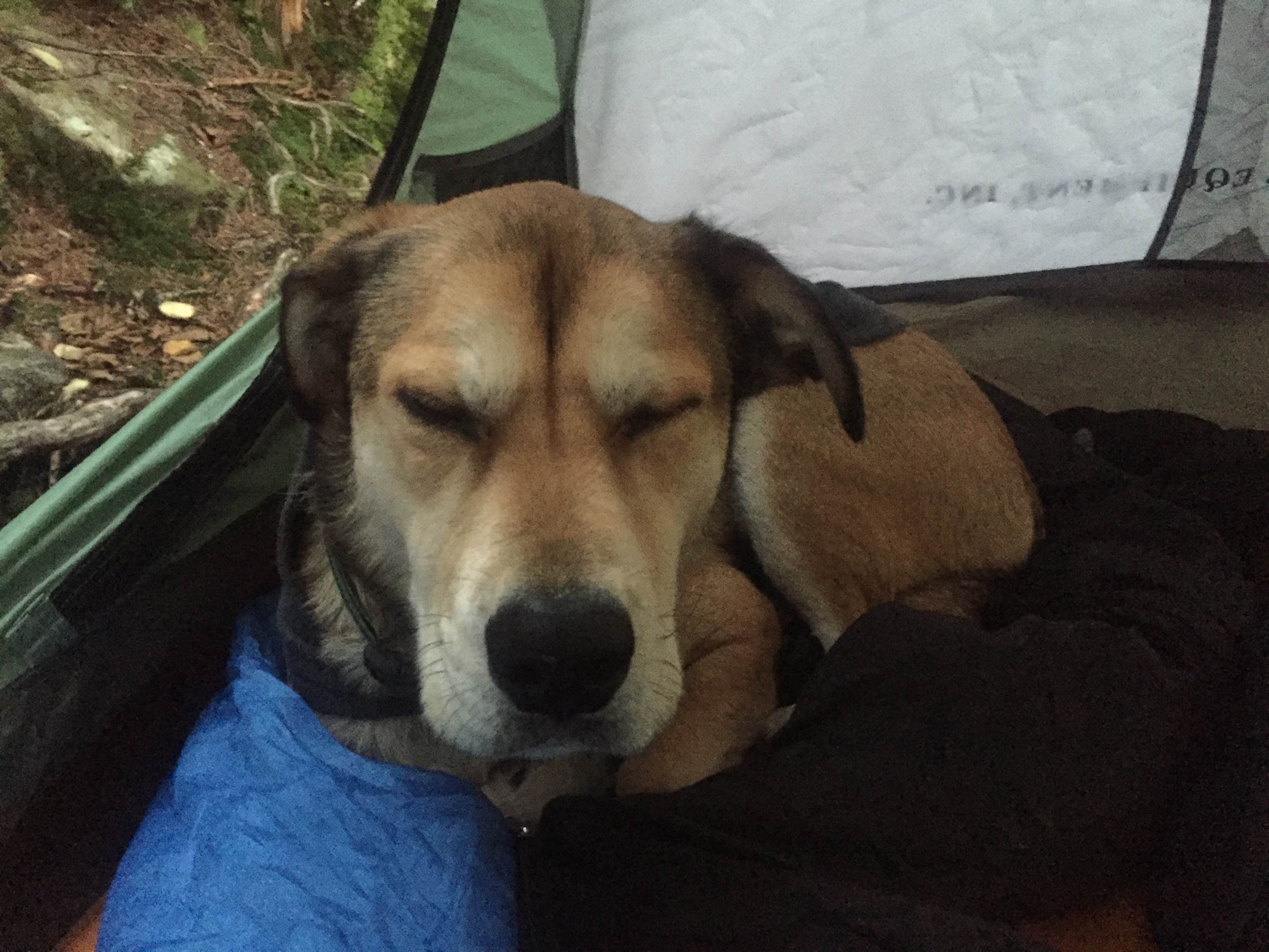 Camper submitted image from Alander Trail Camground — Mount Washington State Forest - 5